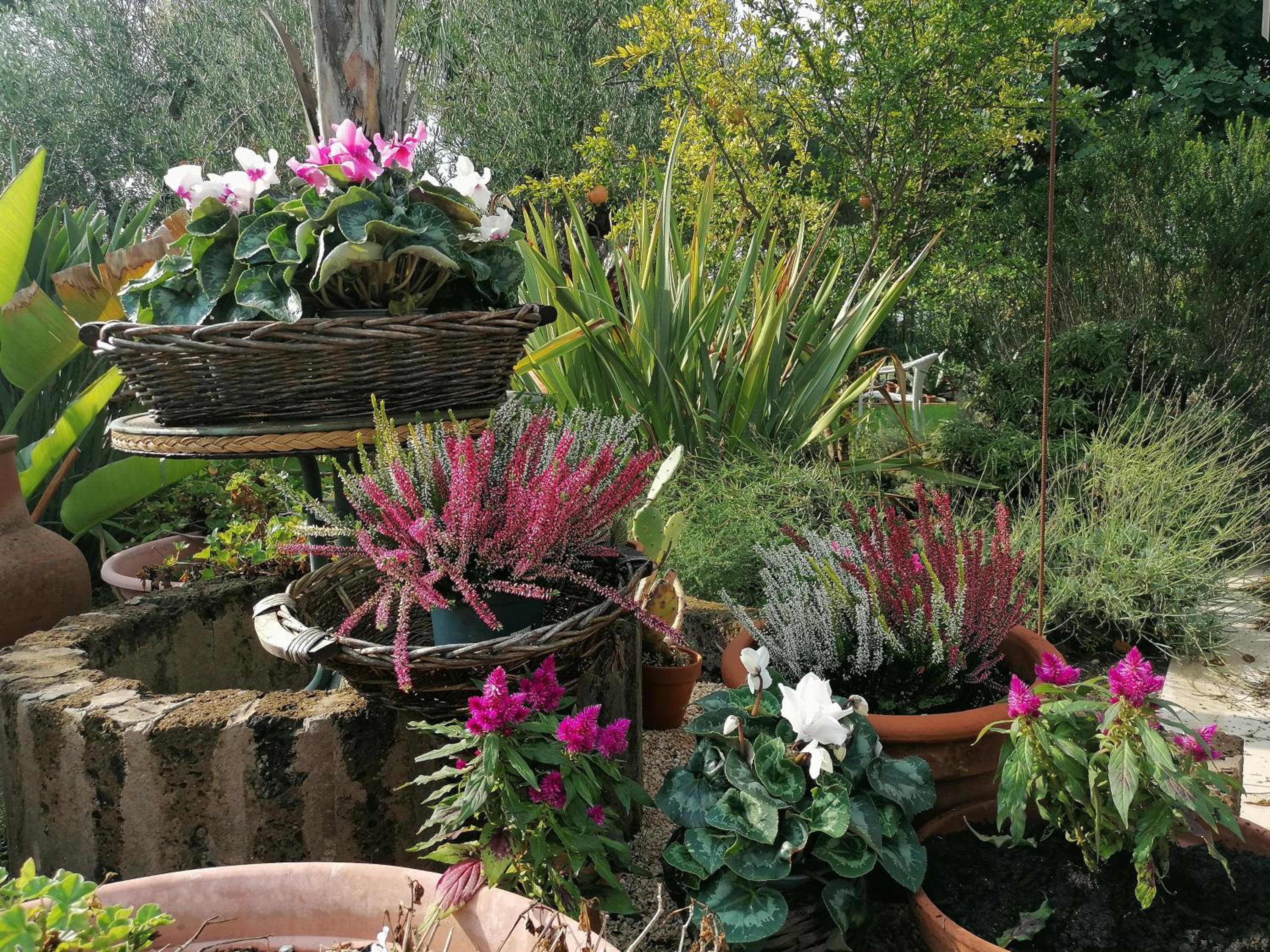 Il Giardino del Tè view 4