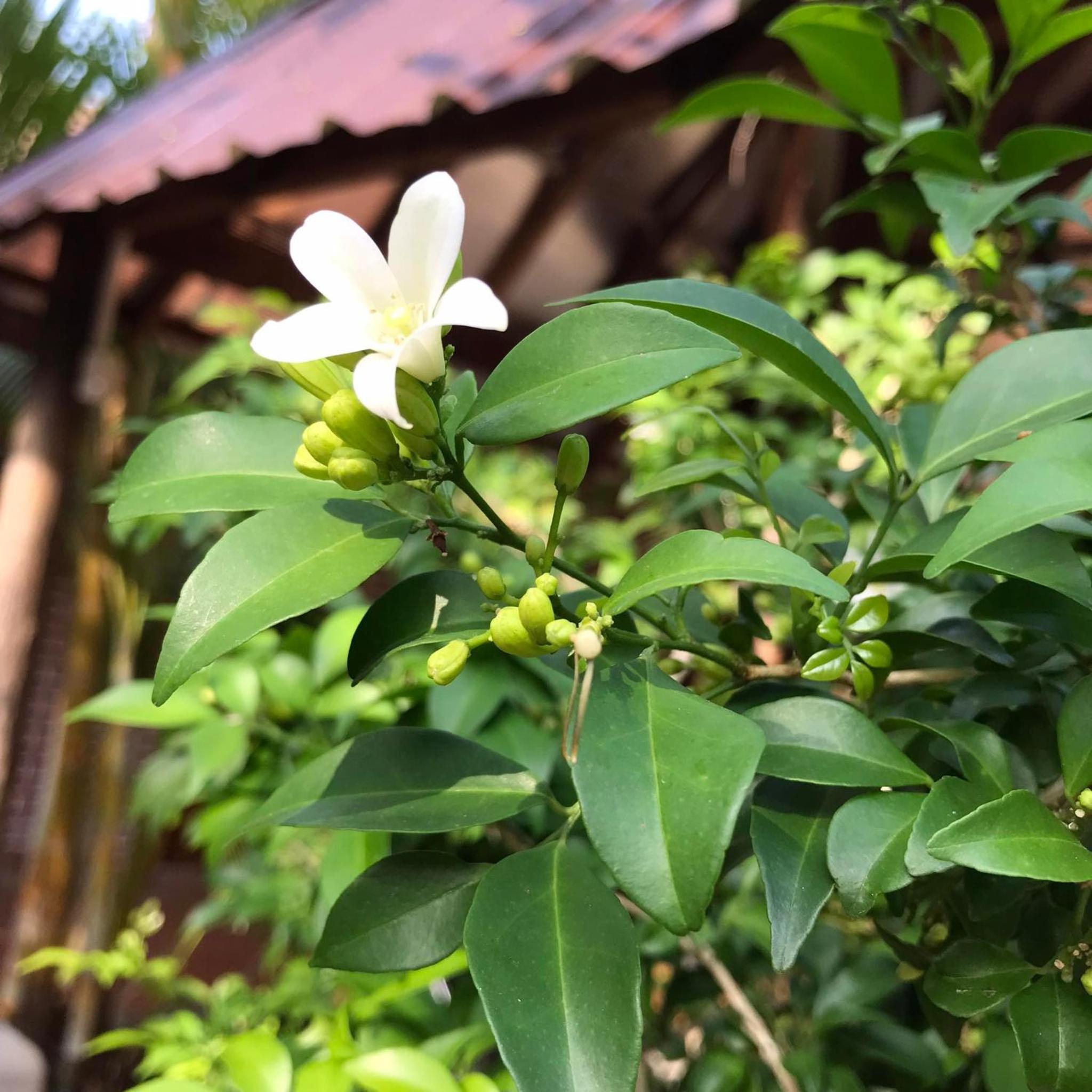 Captain Chim's Guest House