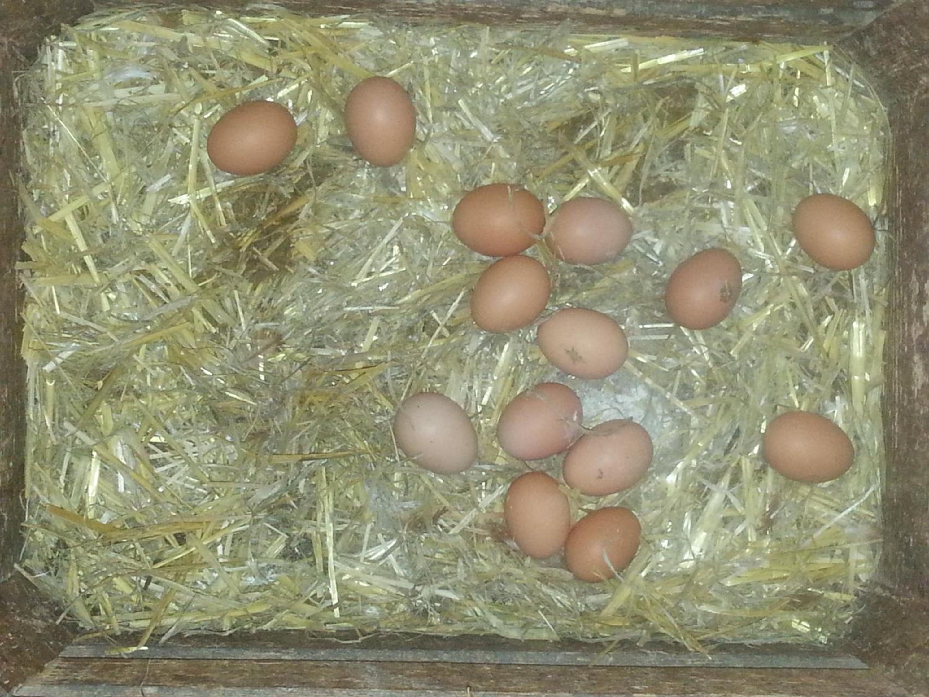 Ferienhof Arold en Creglingen