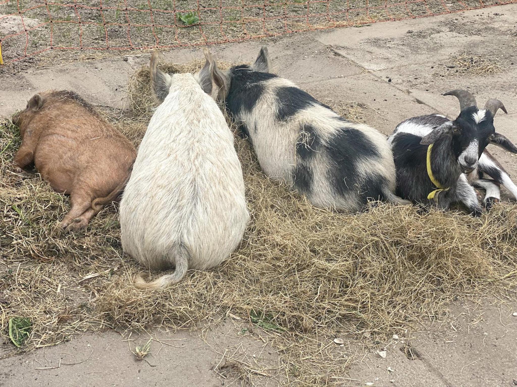 Bed & Wellness Pigs and Pillows with private hottub and sauna and tandembike rental included in price near Amsterdam