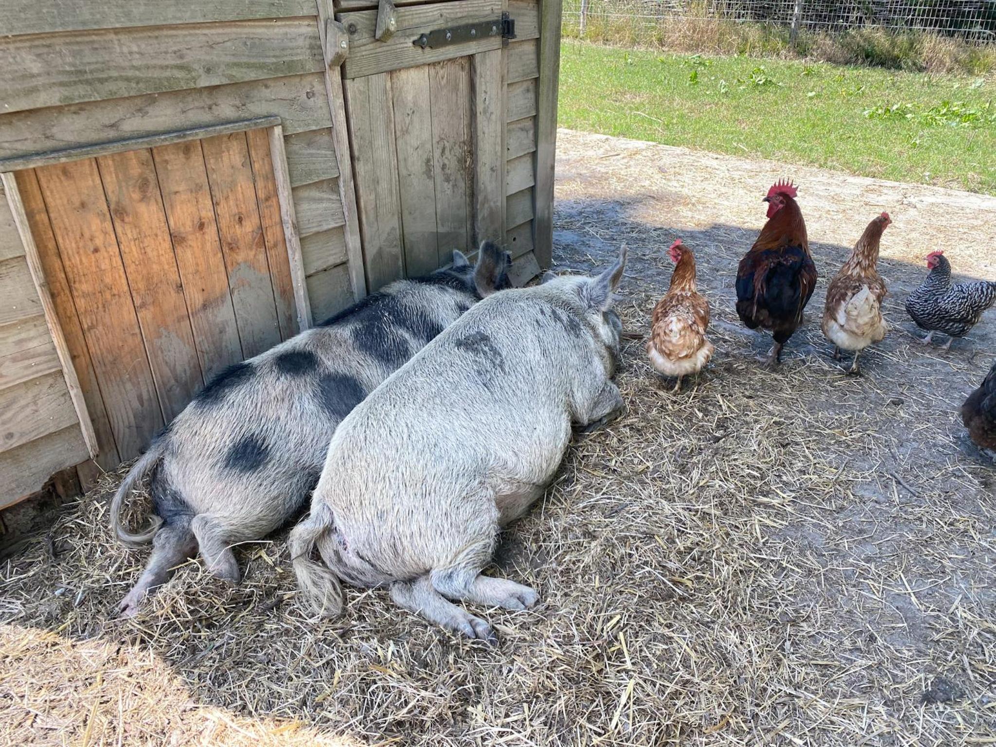 Bed & Wellness Pigs and Pillows with private hottub and sauna and tandembike rental included in price near Amsterdam