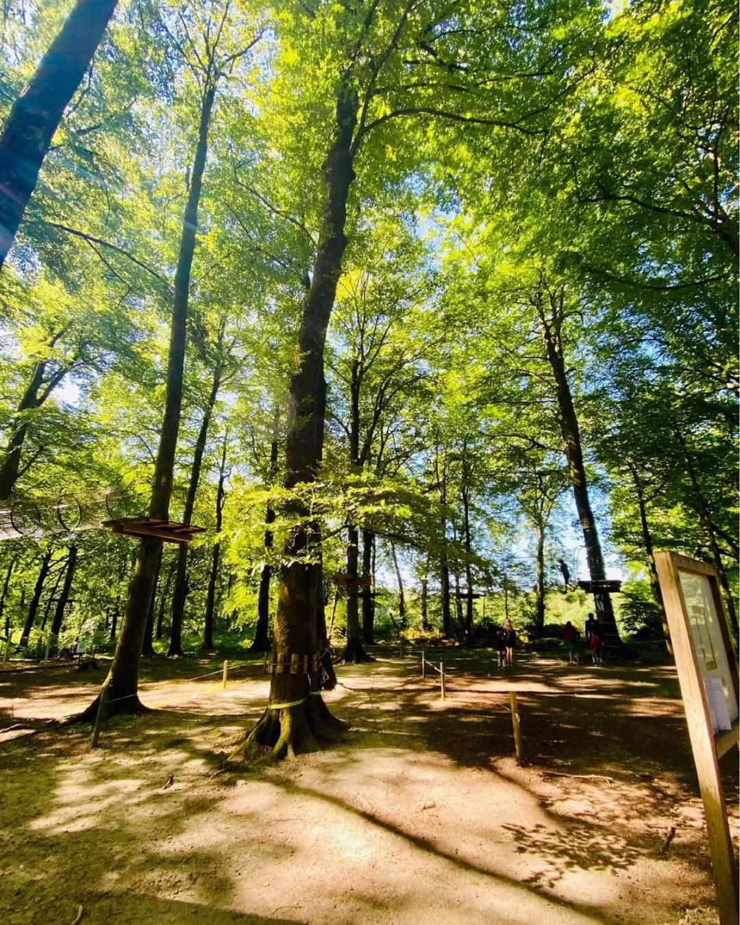 L'étape en forêt