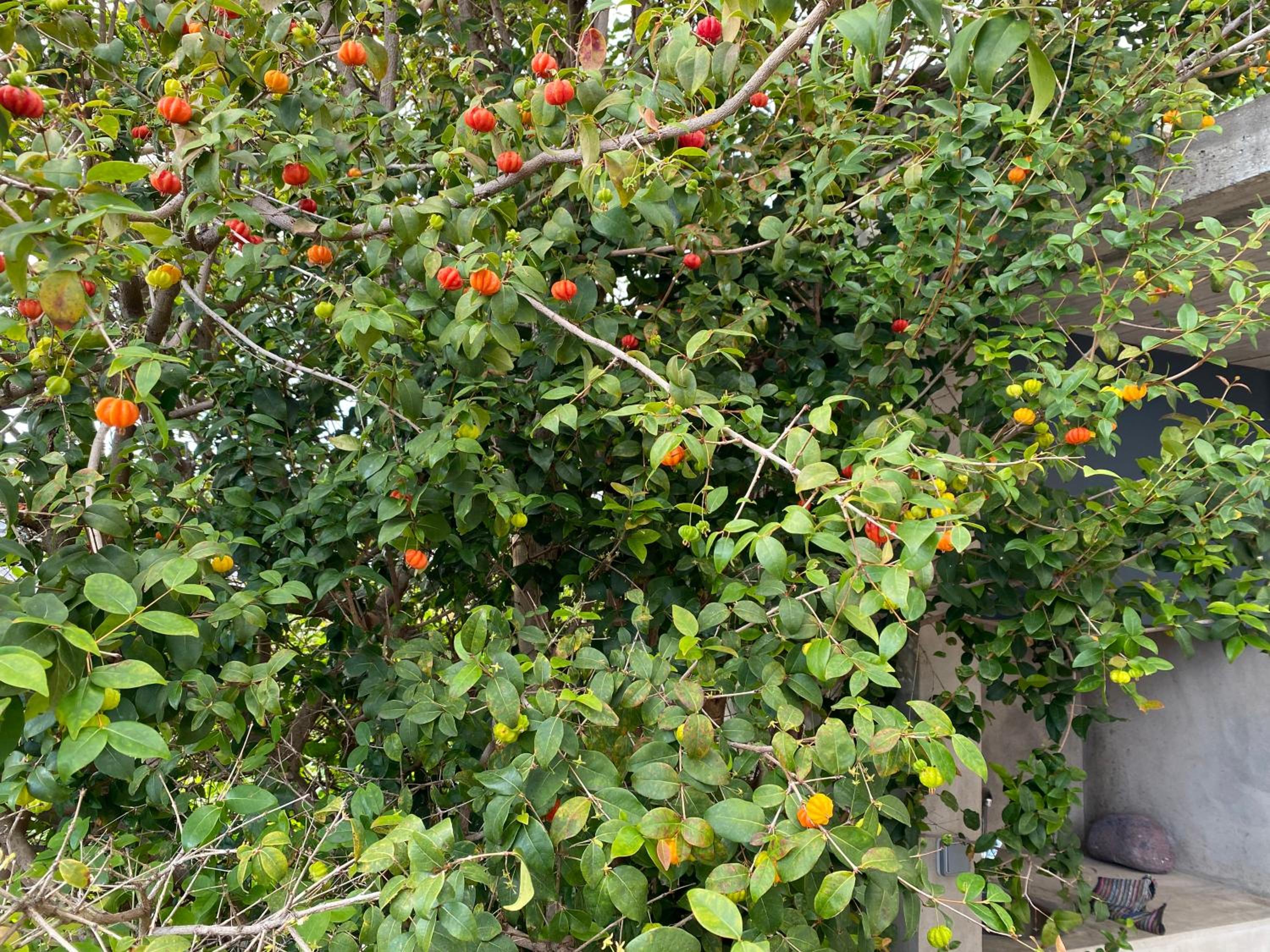 CASA DA PITANGA view 5