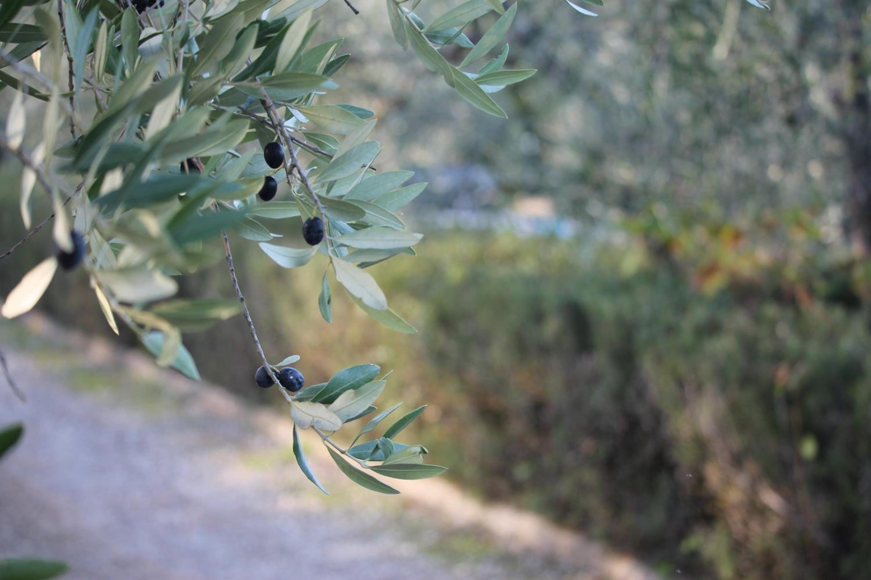 Casa Vacanze Rondini Blu