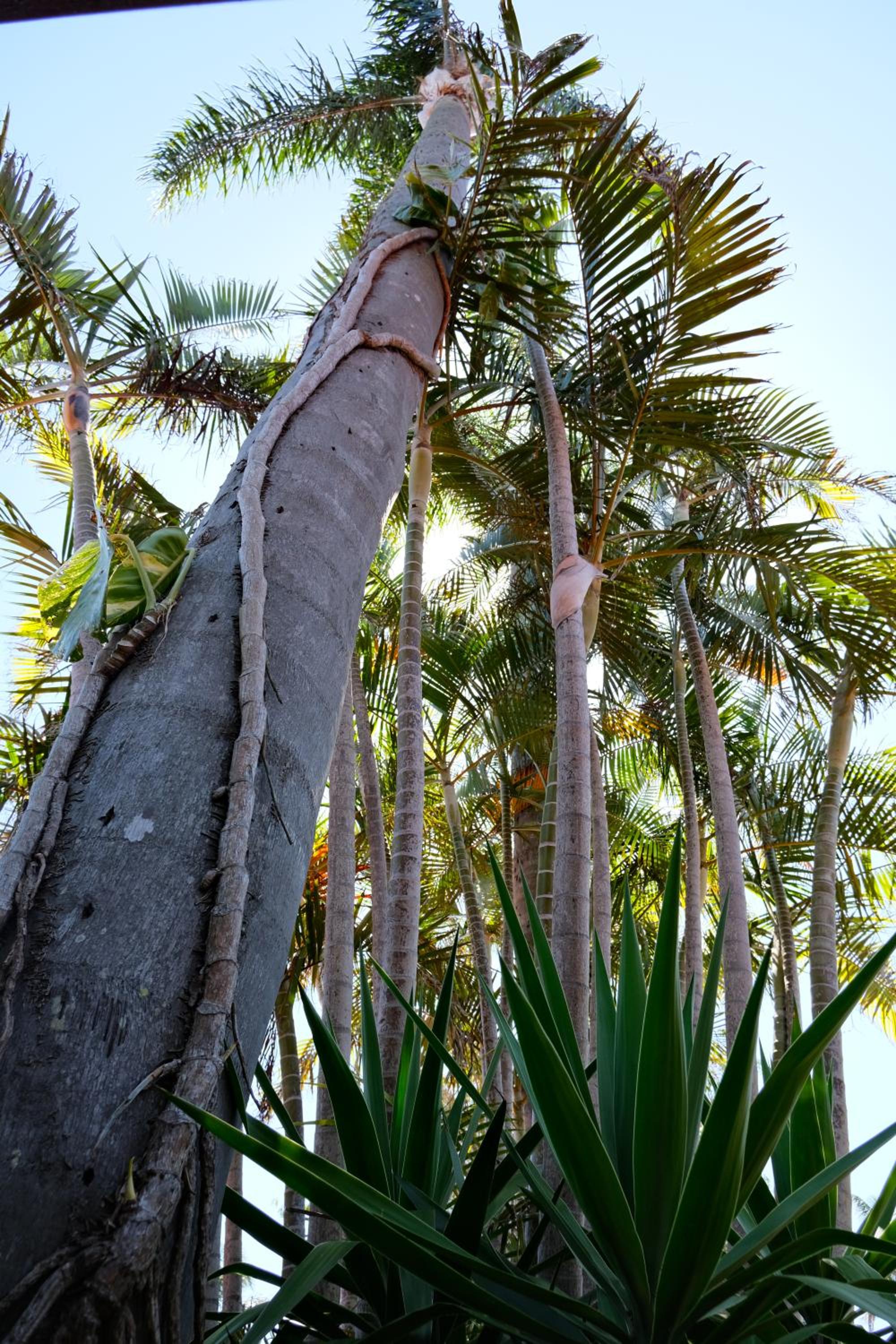 Sapphire Palms Motel