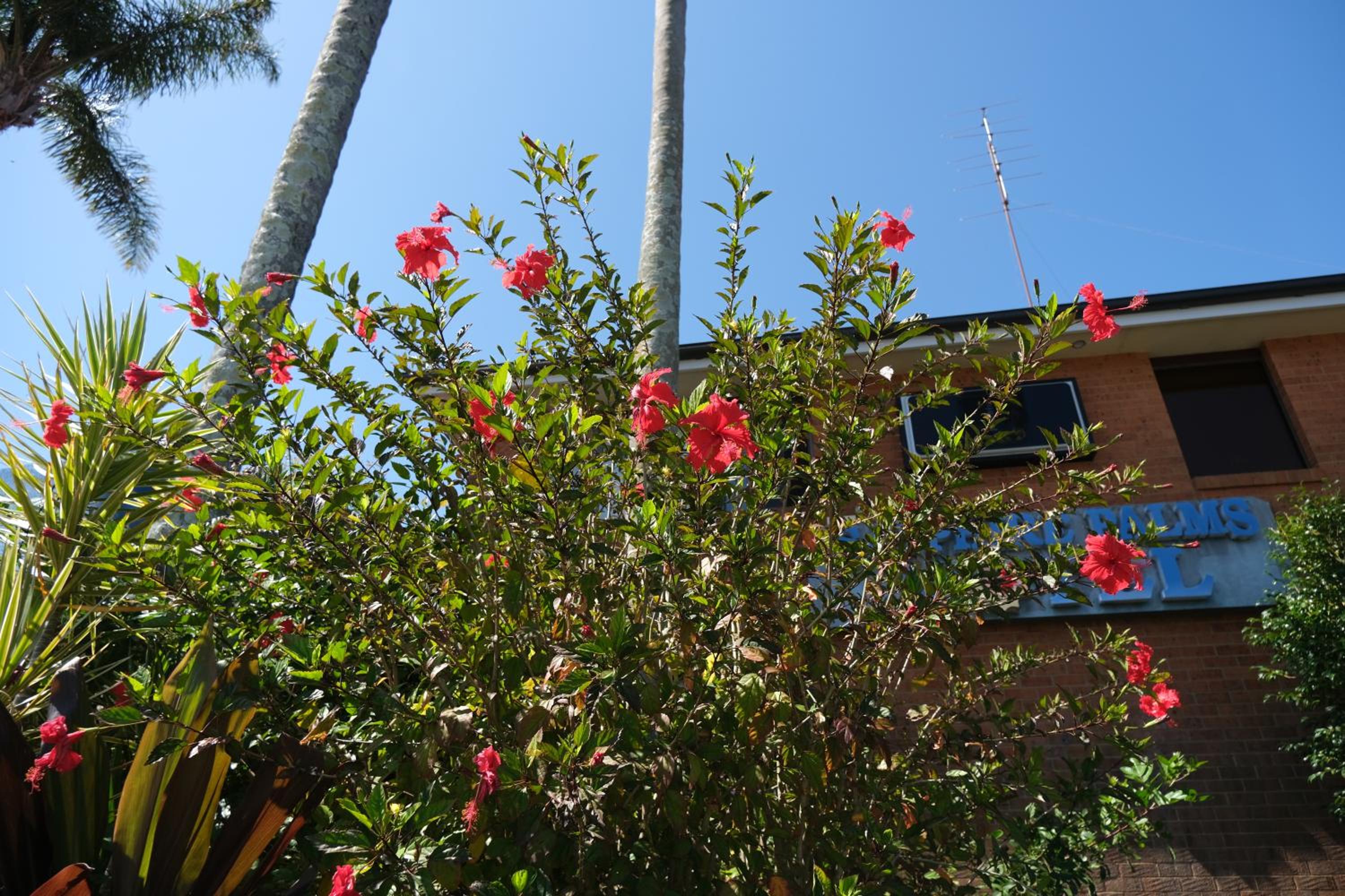 Sapphire Palms Motel