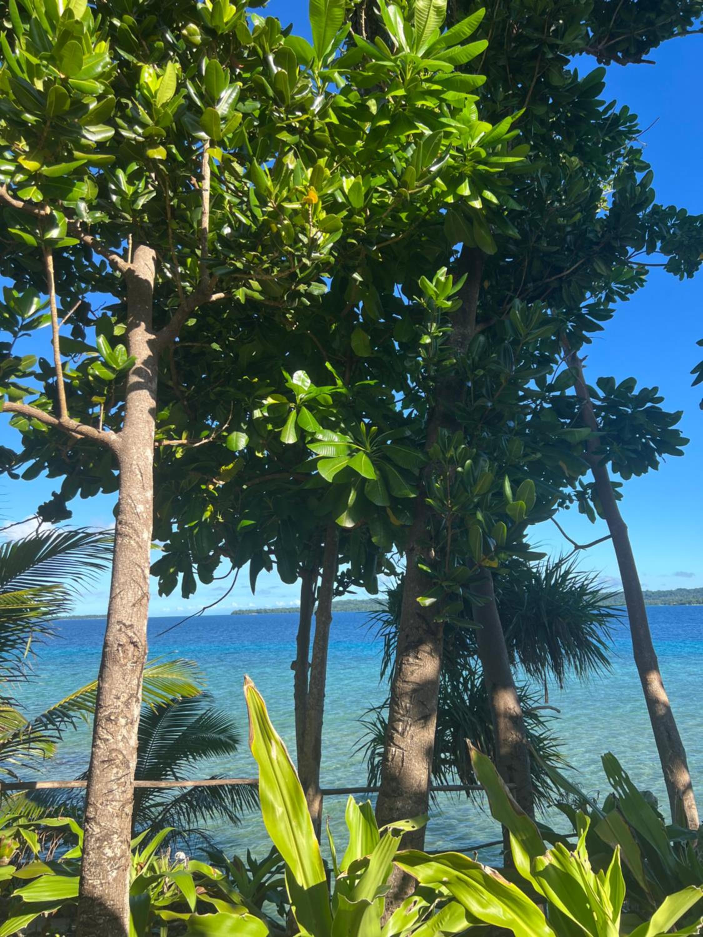 Island View Cottages