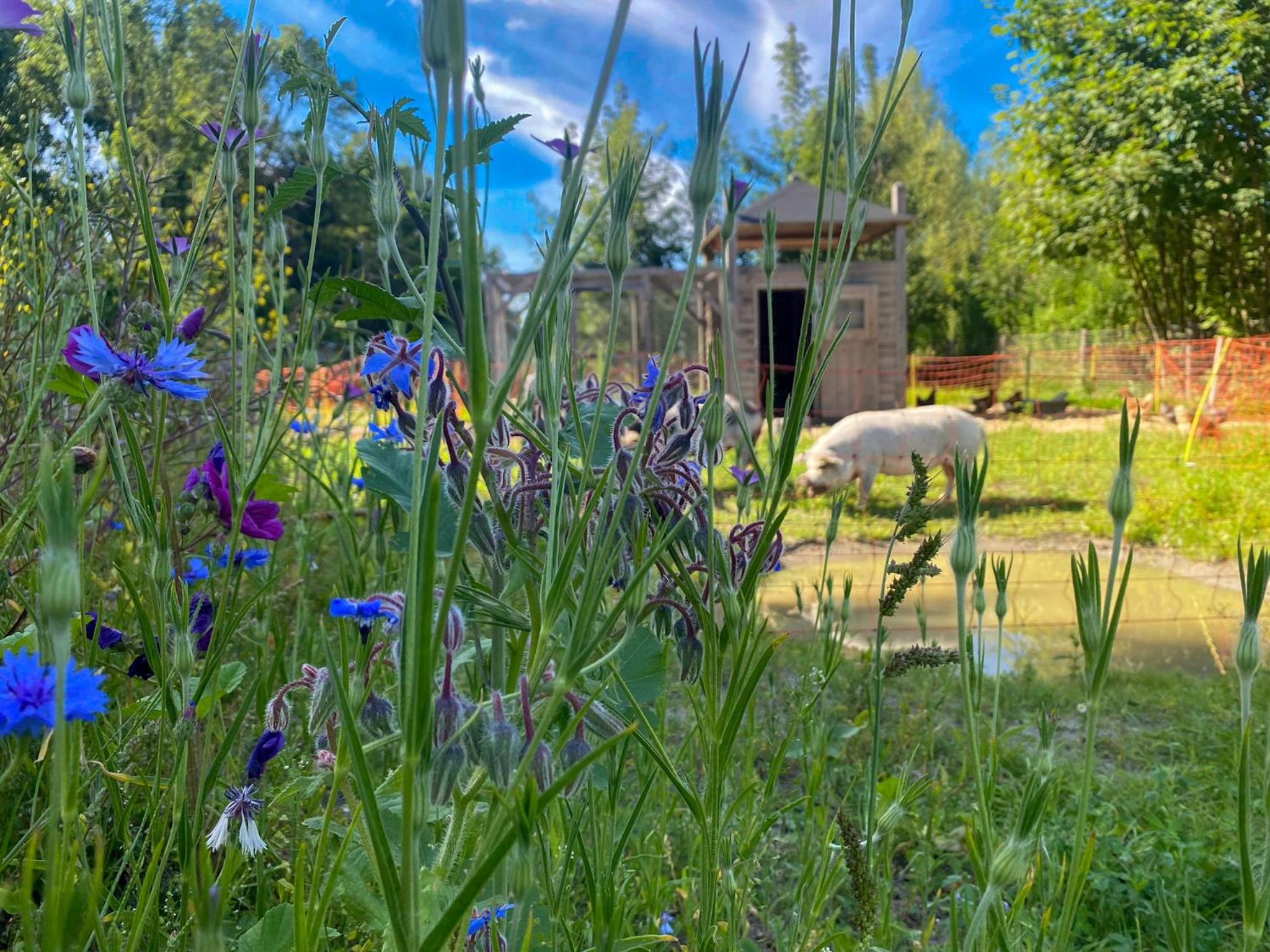 Bed & Wellness Pigs and Pillows with private hottub and sauna and tandembike rental included in price near Amsterdam