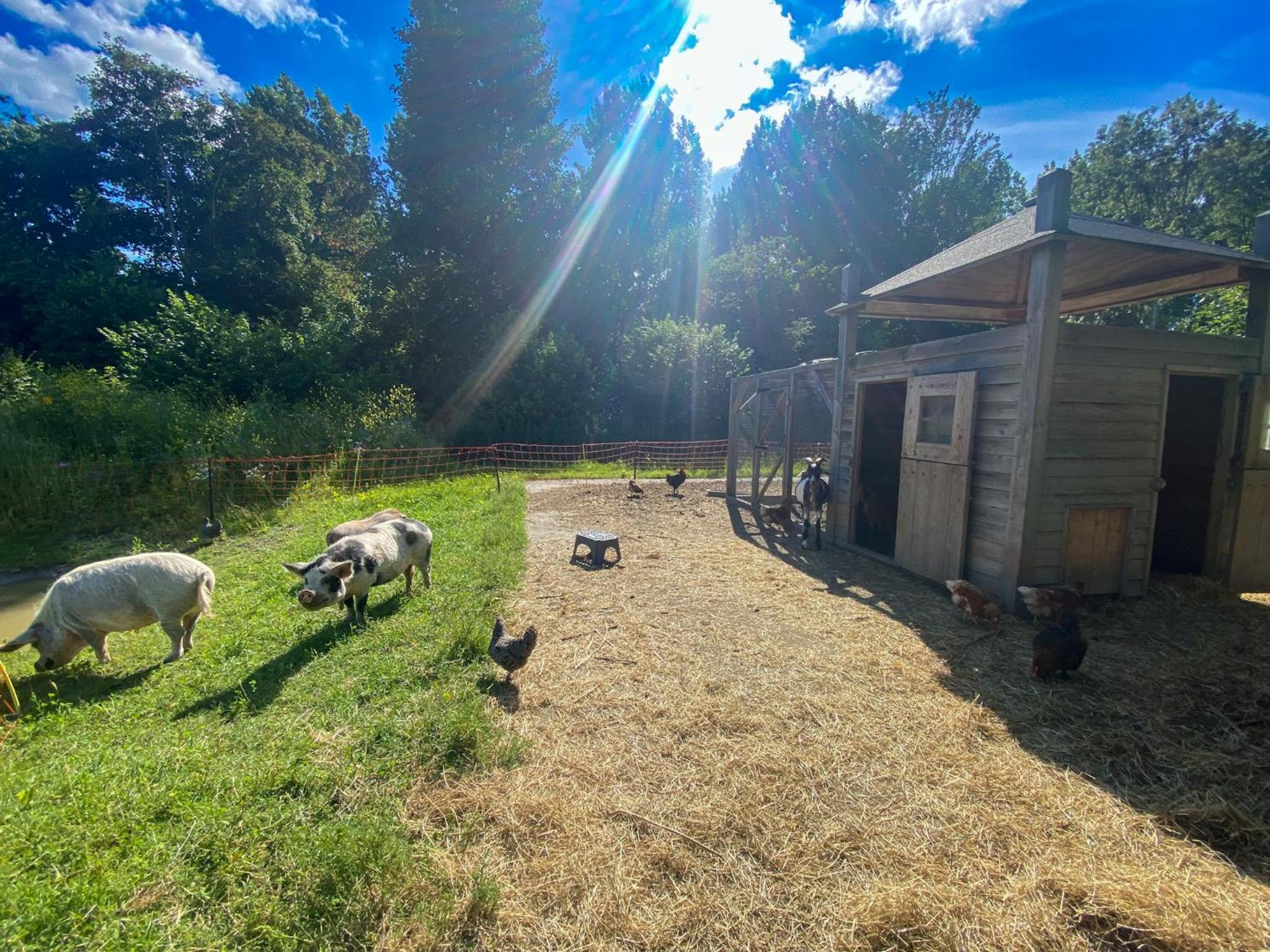 Bed & Wellness Pigs and Pillows with private hottub and sauna and tandembike rental included in price near Amsterdam