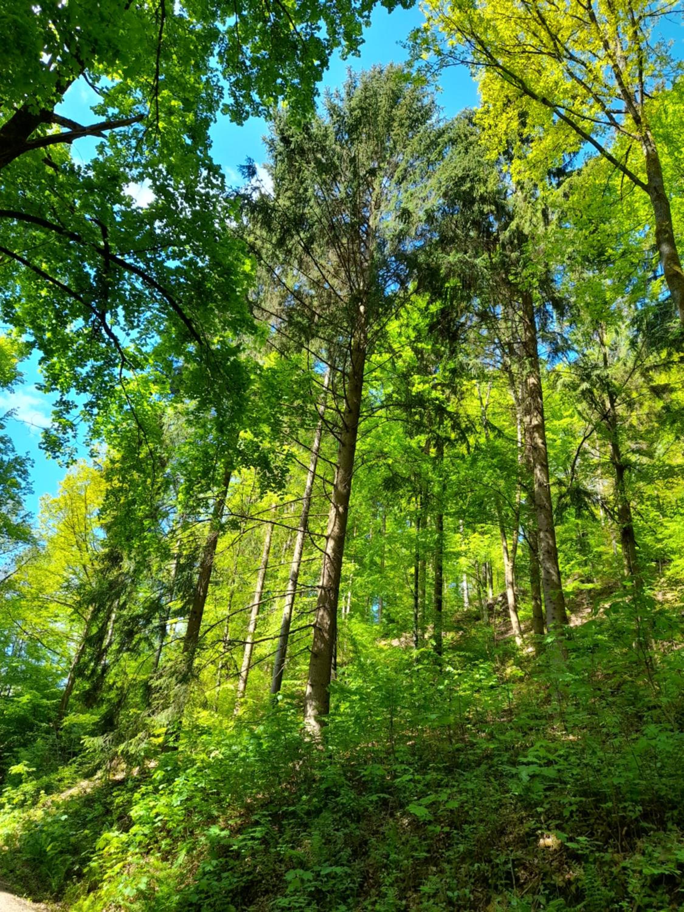 Ferienwohnung am Enzufer mit Wintergarten Bad Wildbad im Schwarzwald