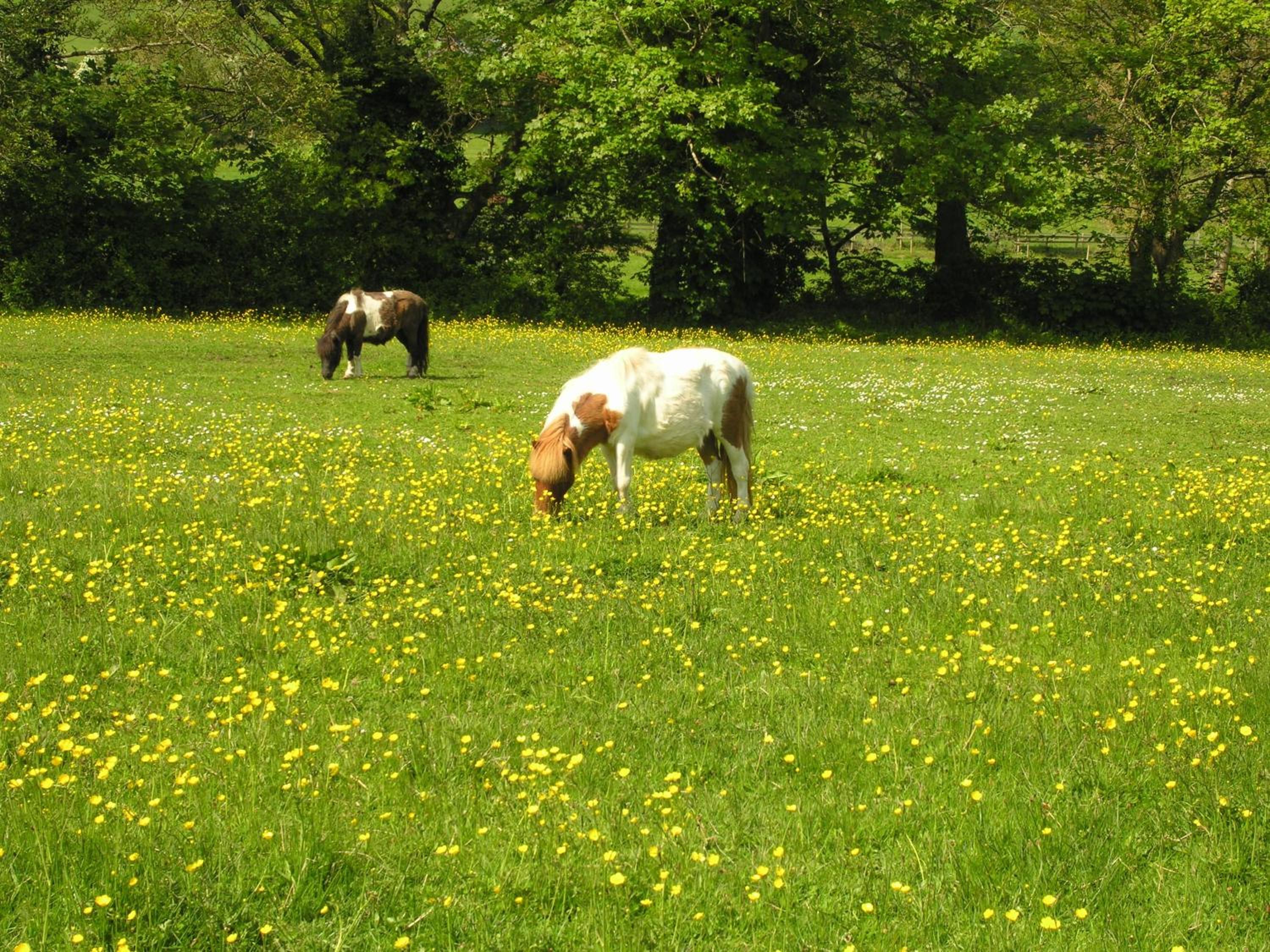 Duddings Country Cottages