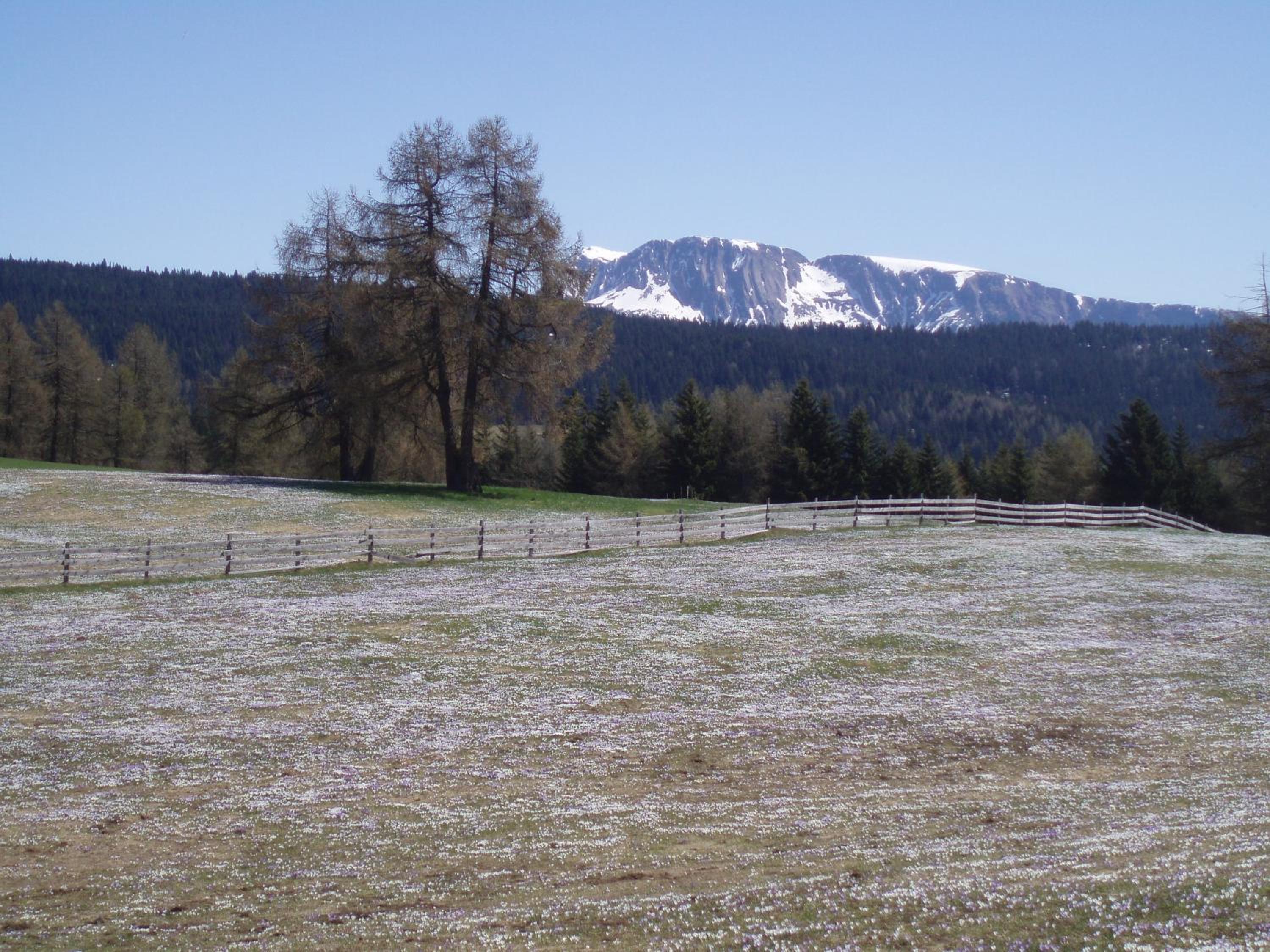 Lingerhof Enzian