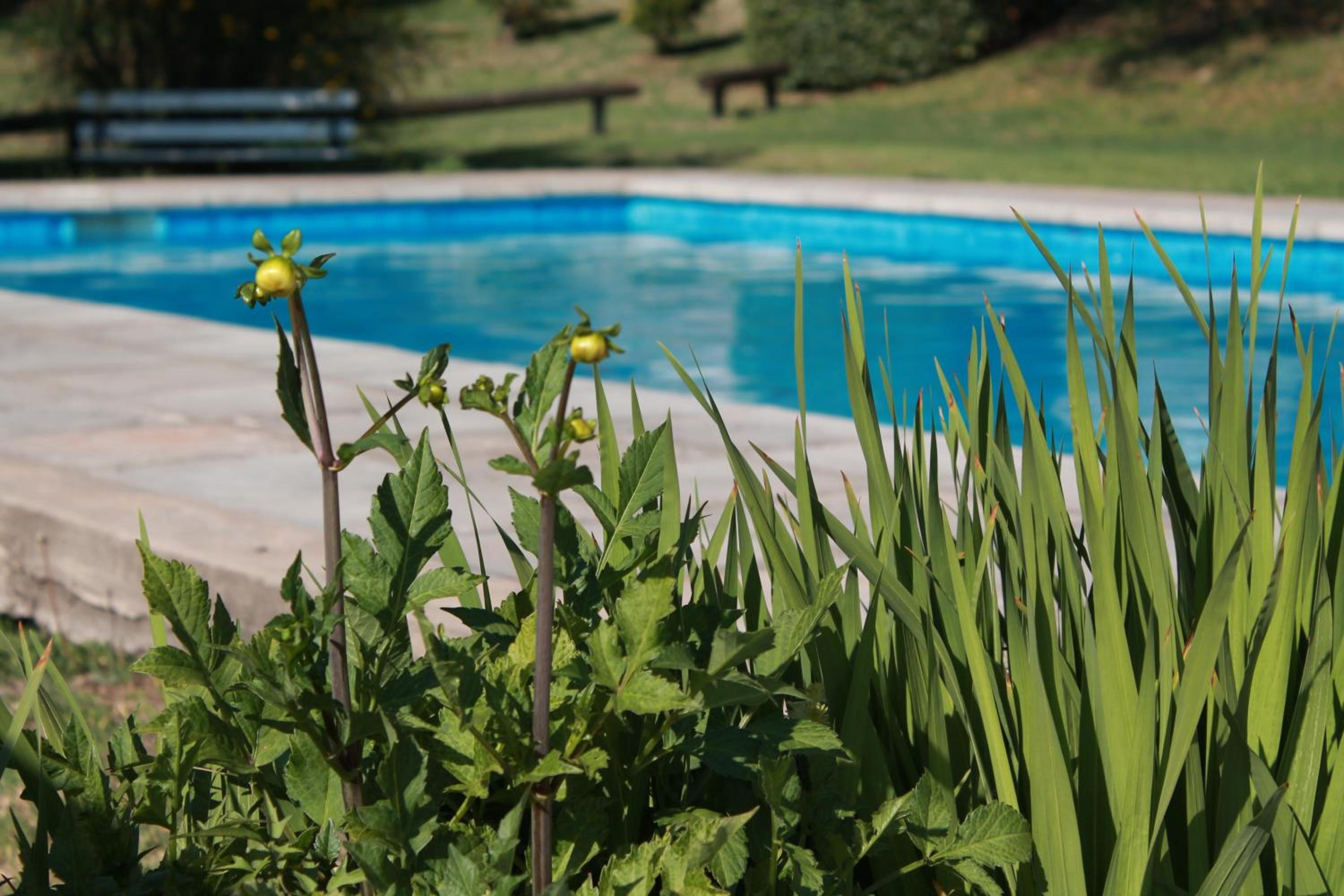 Los Cerezos