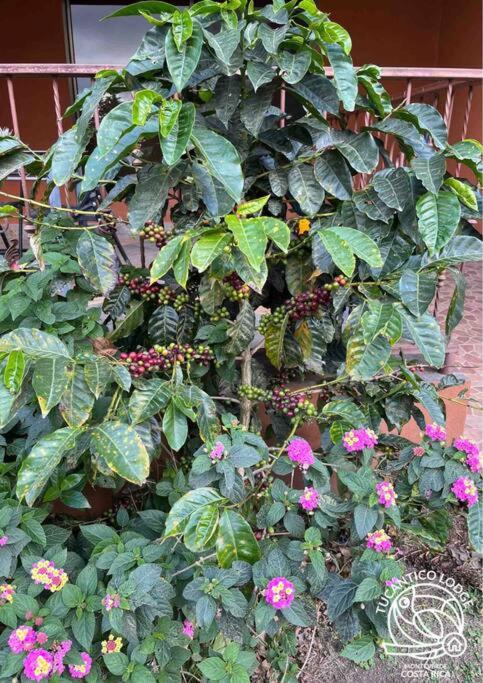 TucanTico Lodge - Monteverde