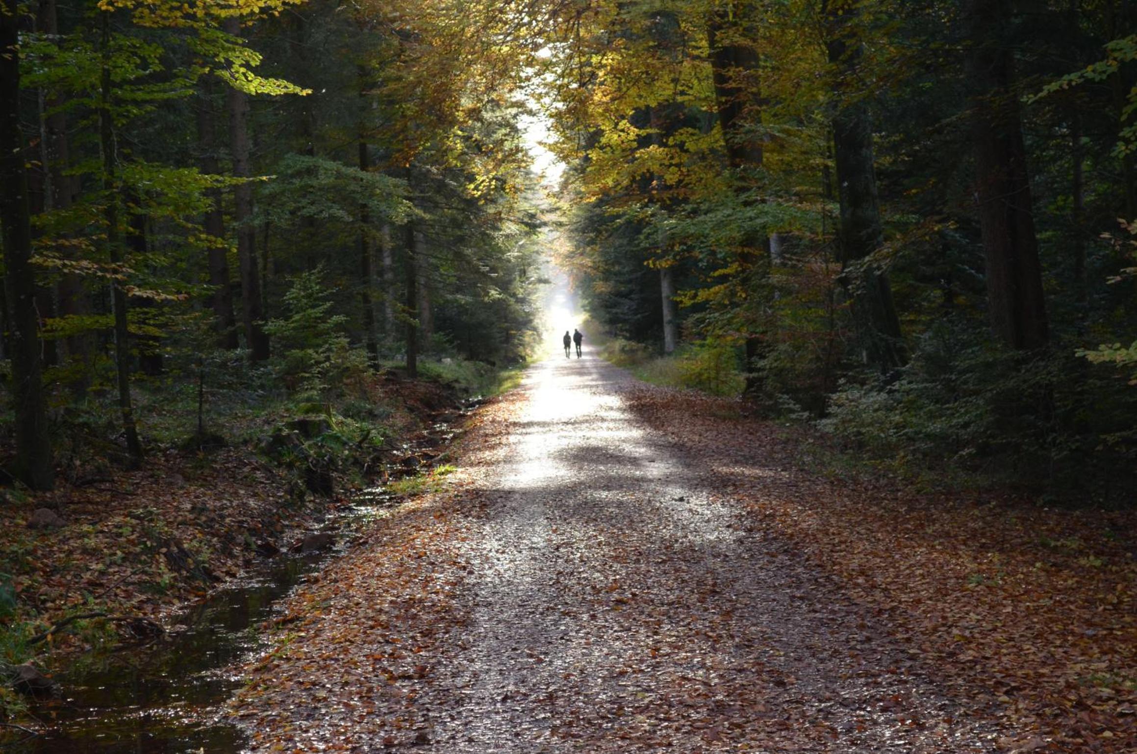 Ferienwohnung Wildbad Süd