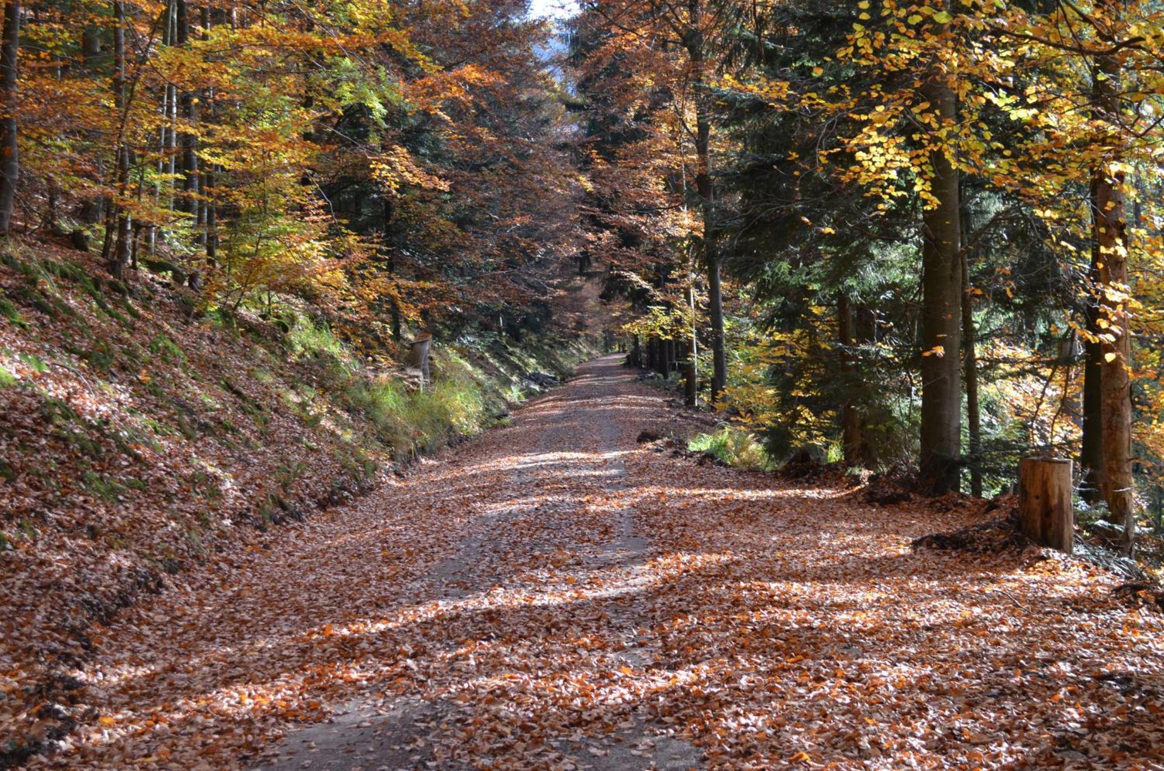 Ferienwohnung Wildbad Süd