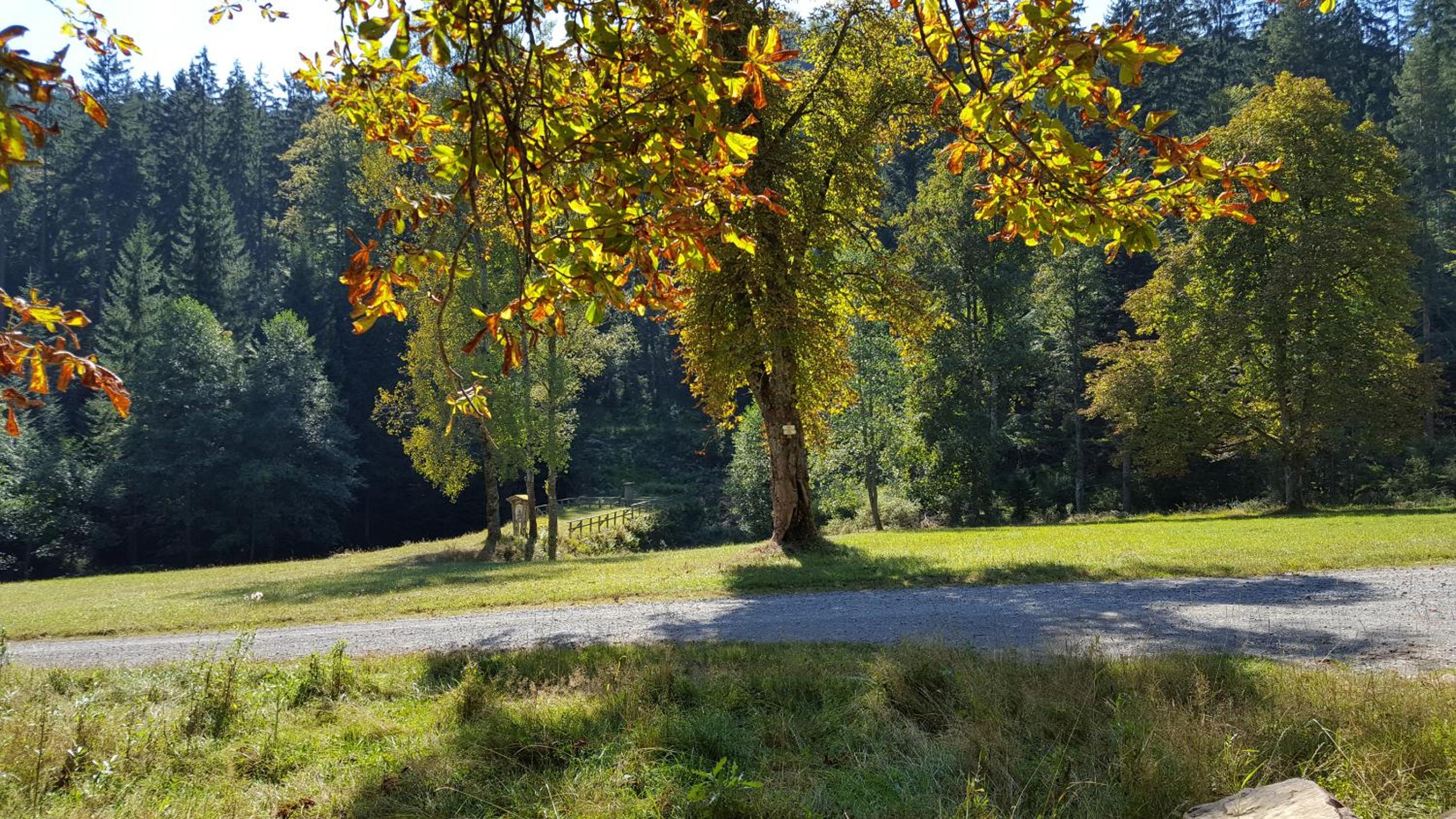 Ferienwohnung Wildbad Süd
