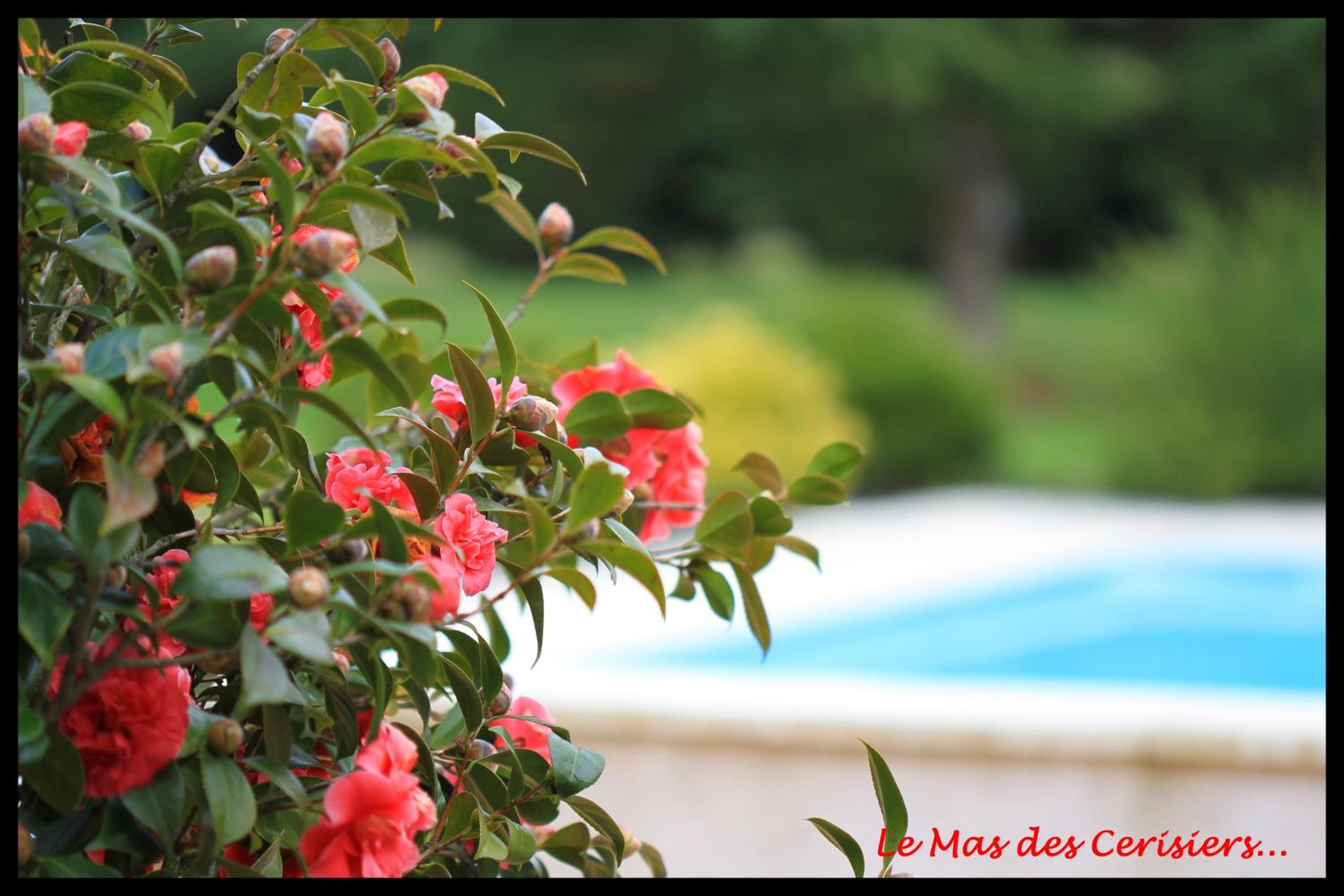 Photo 31