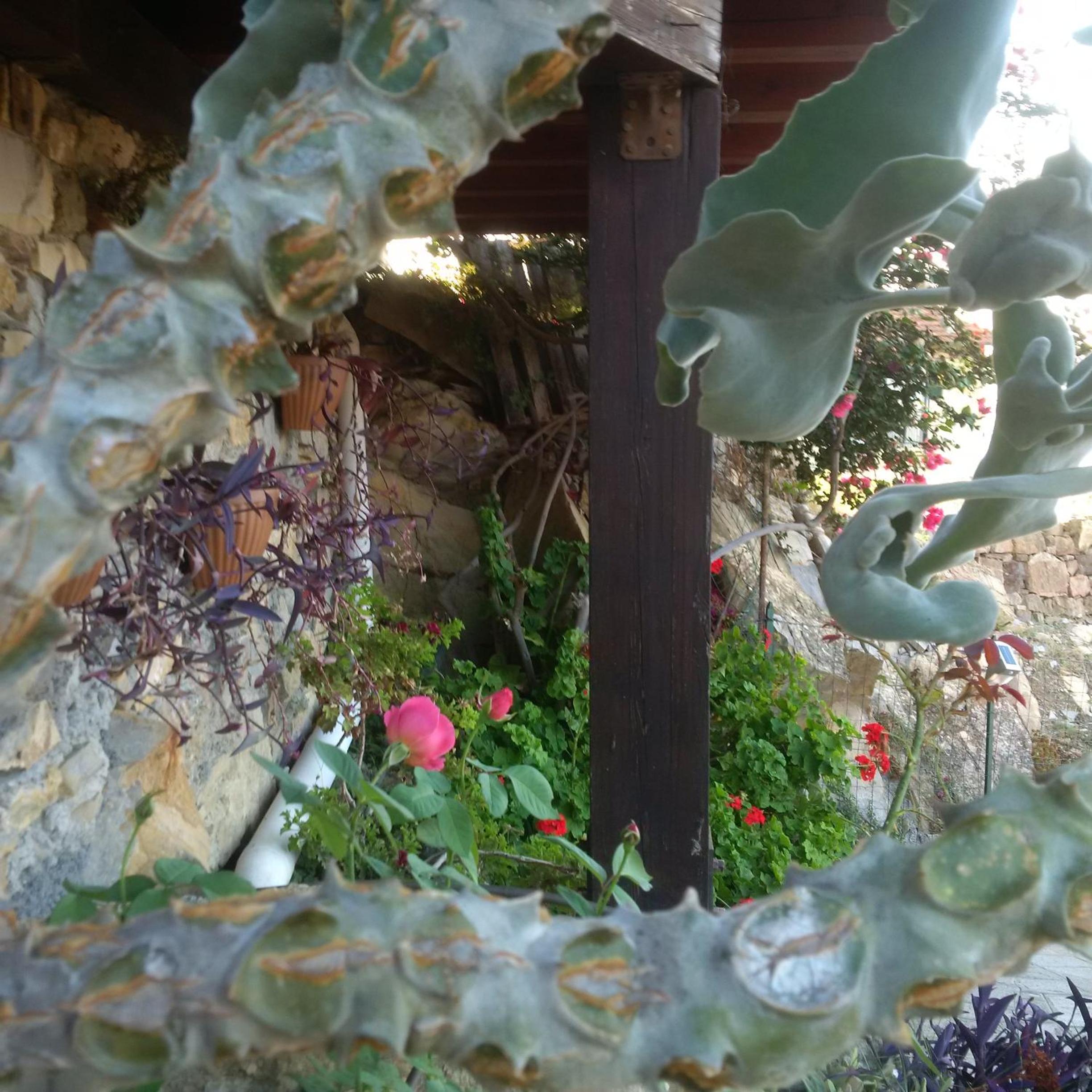 B&B La Mimosa del Golfo