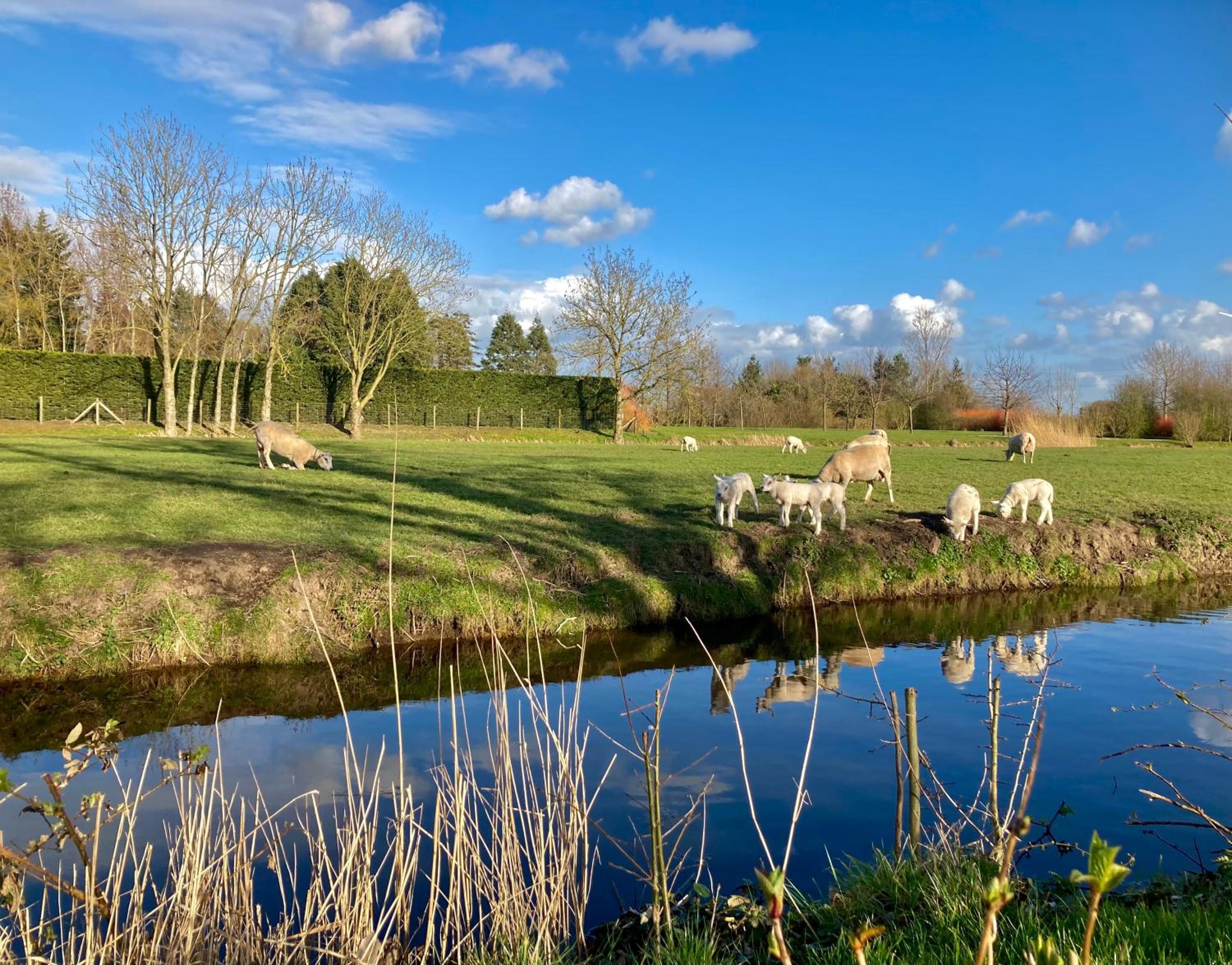 Lodges near the Rhine - Sustainable Residence, photo 96