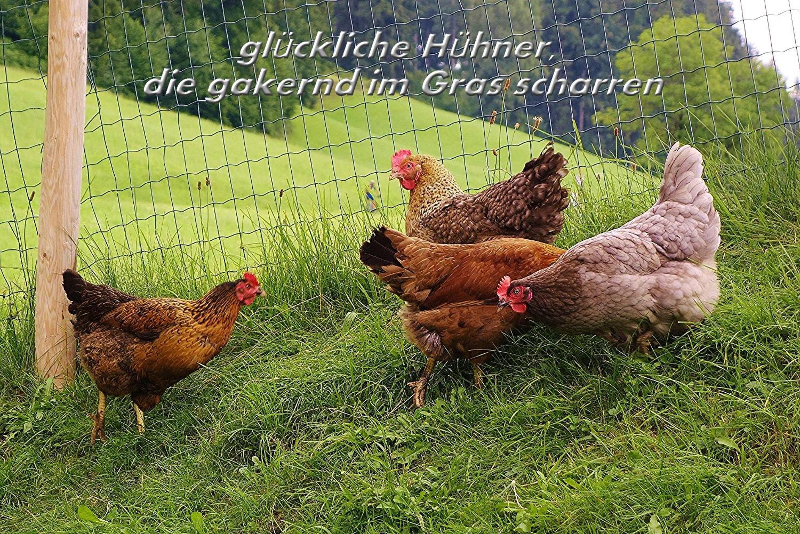 Mühlenhof