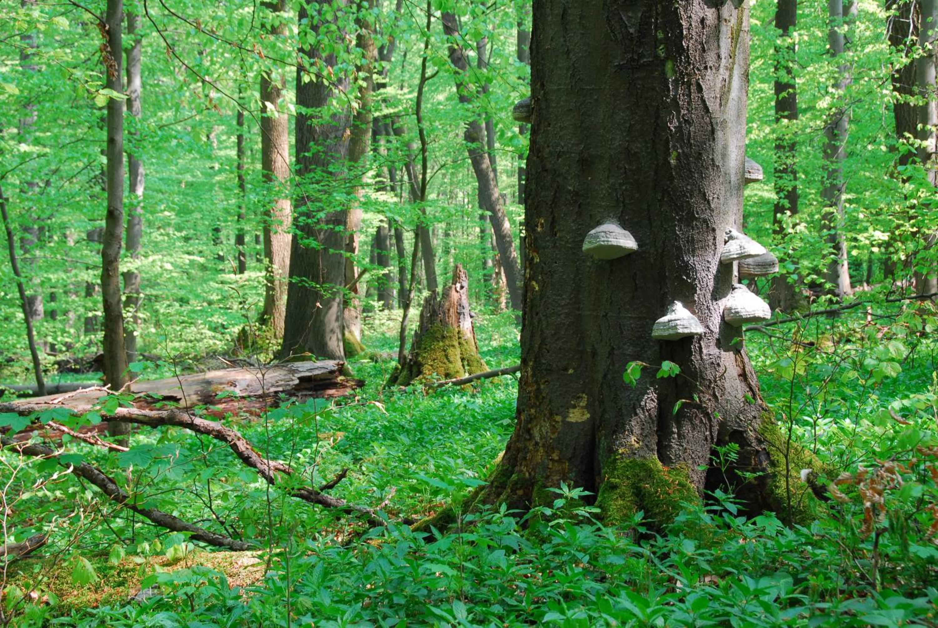 Ferienhäuser Oberdorla