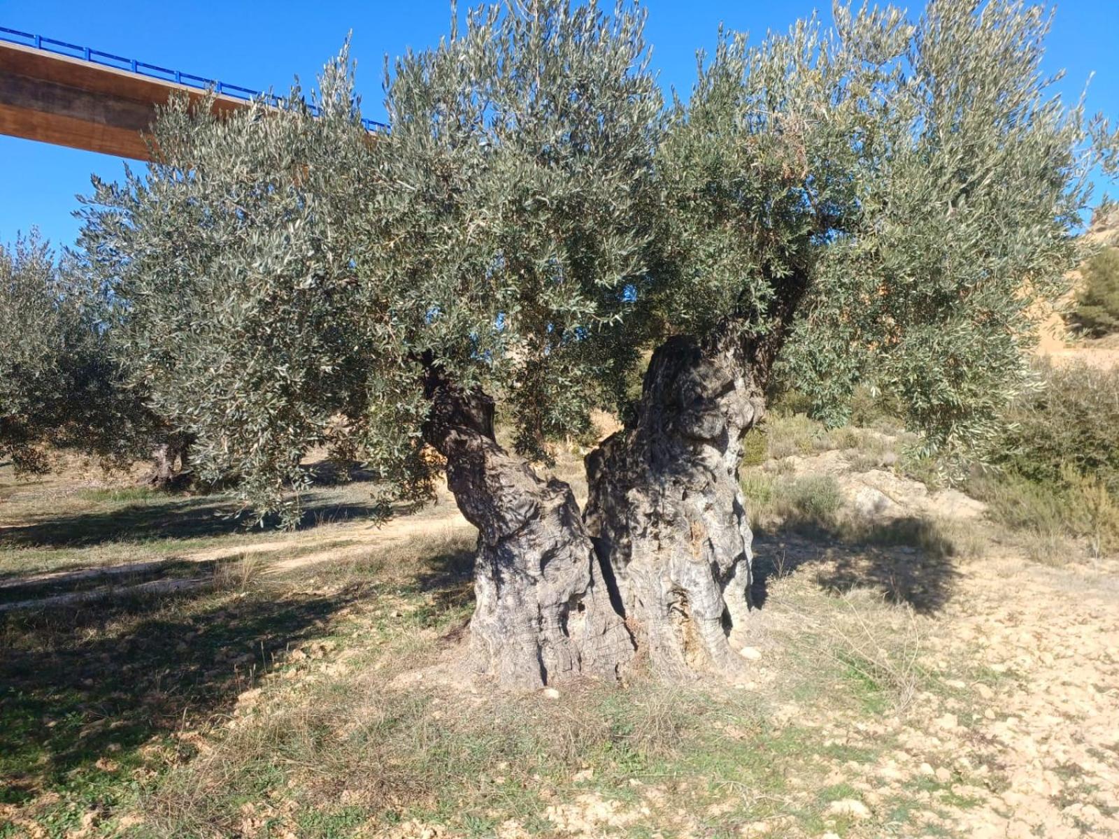 Photo 41