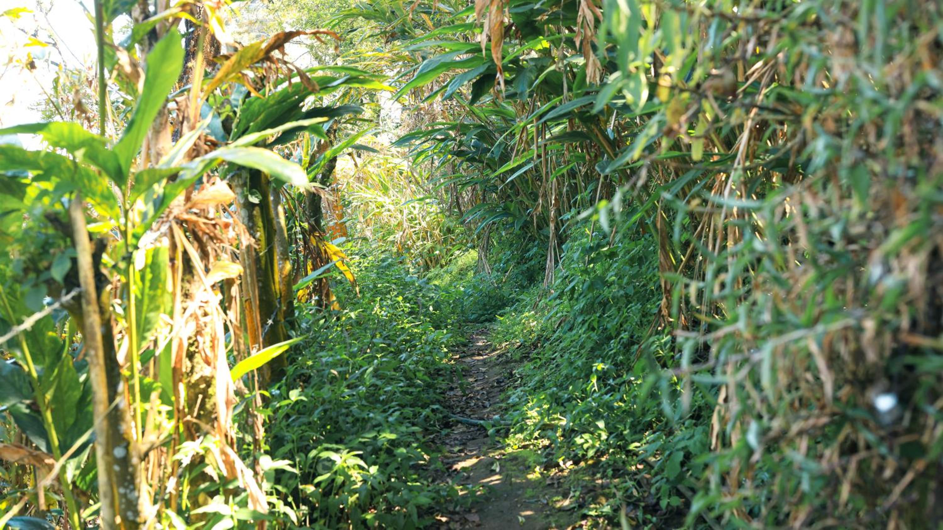 Shola Crown Resort - Munnar