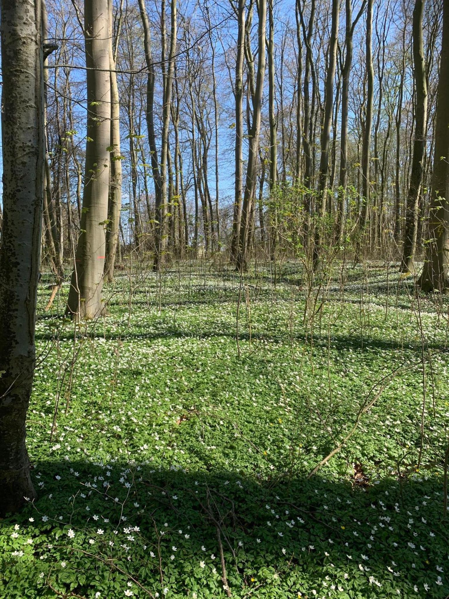 Schloss Lelkendorf, Fewo Hoppenrade