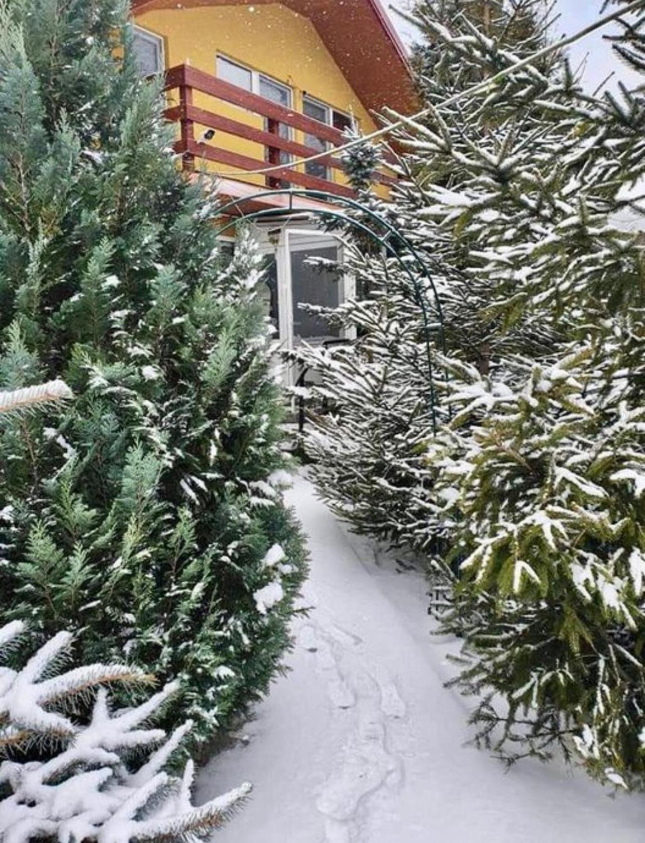 Cabana Busteni