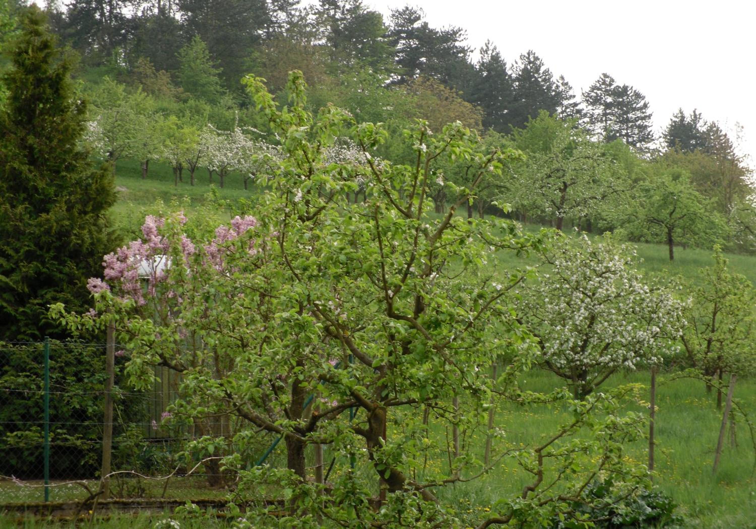Gästehaus Zum Lamm view 3