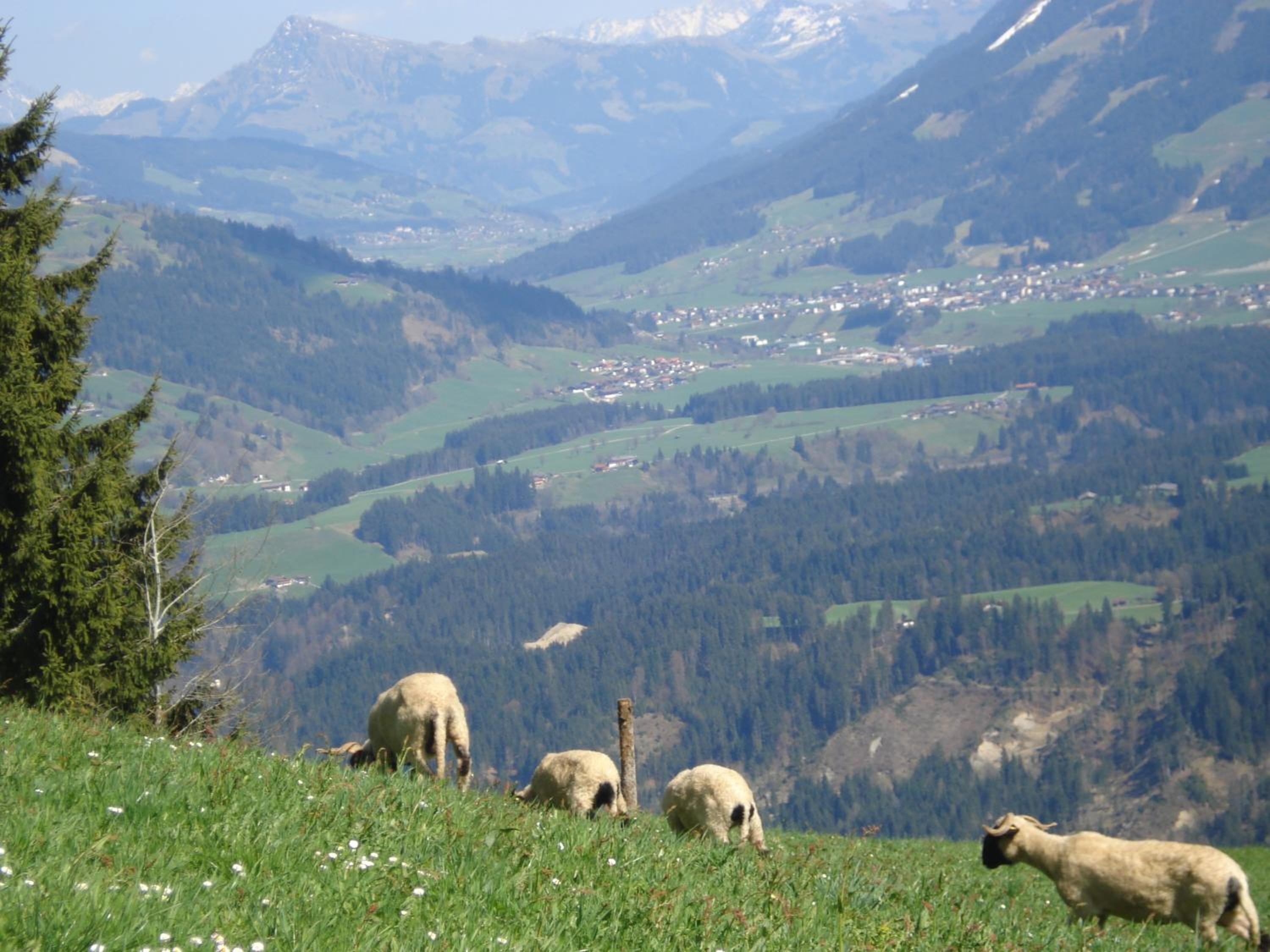 Flecklhütte
