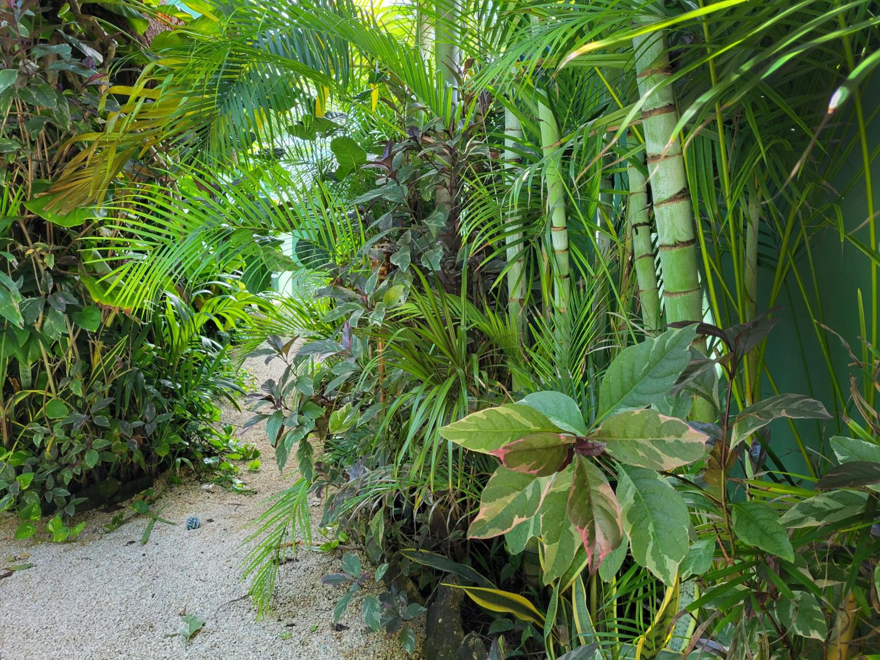 The Secret Garden Tulum