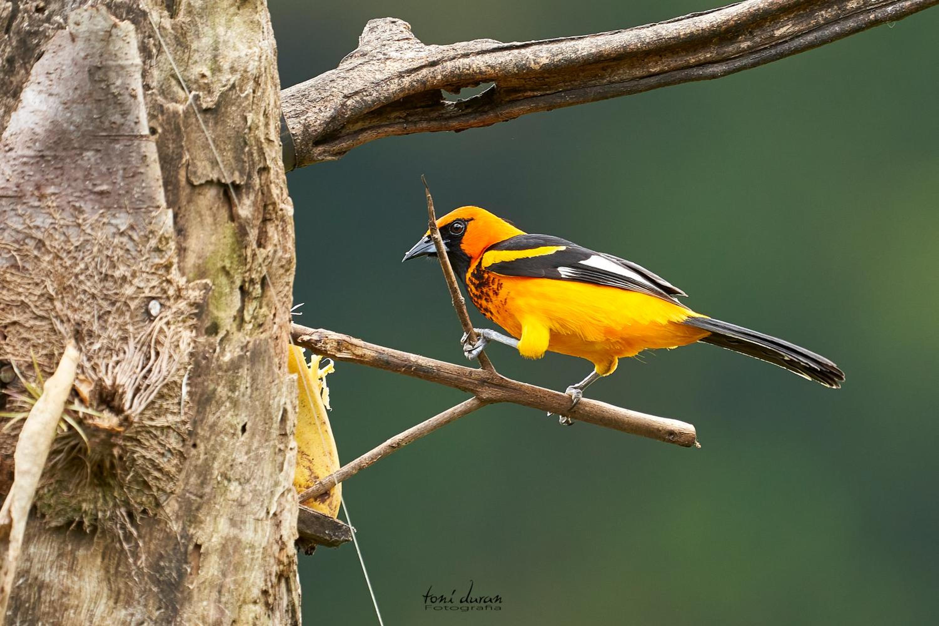 Birds & Breakfast Costa Rica