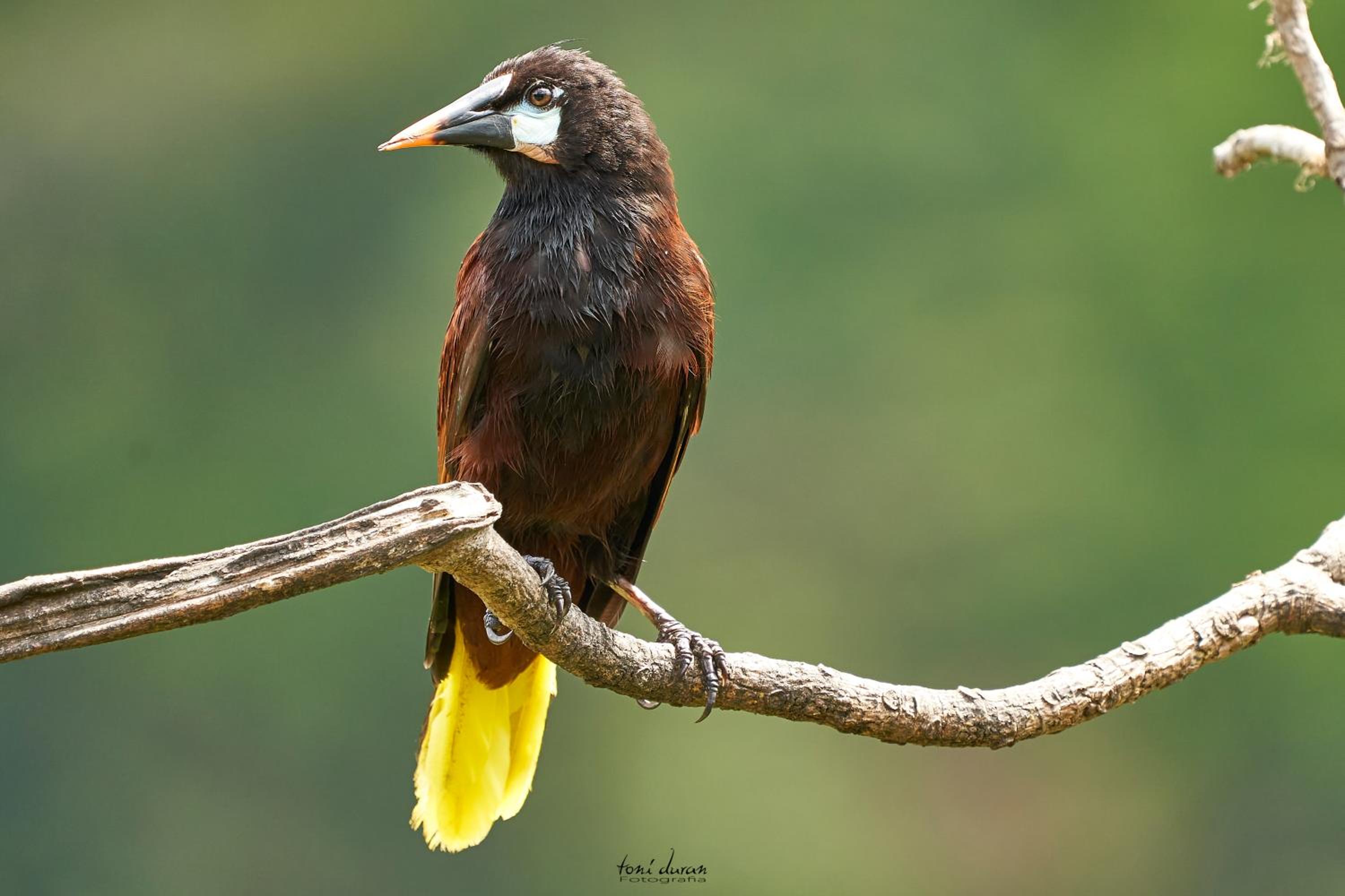 Birds & Breakfast Costa Rica