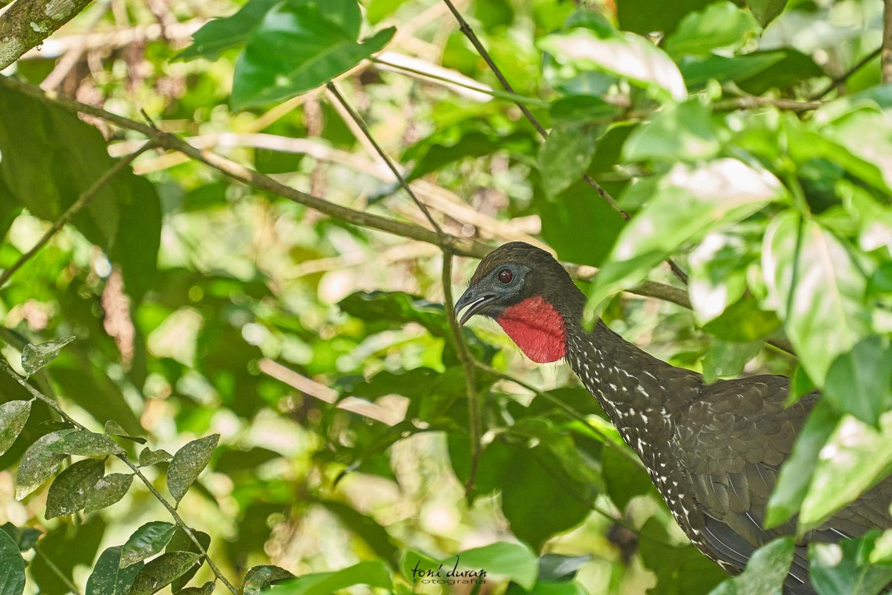Birds & Breakfast Costa Rica