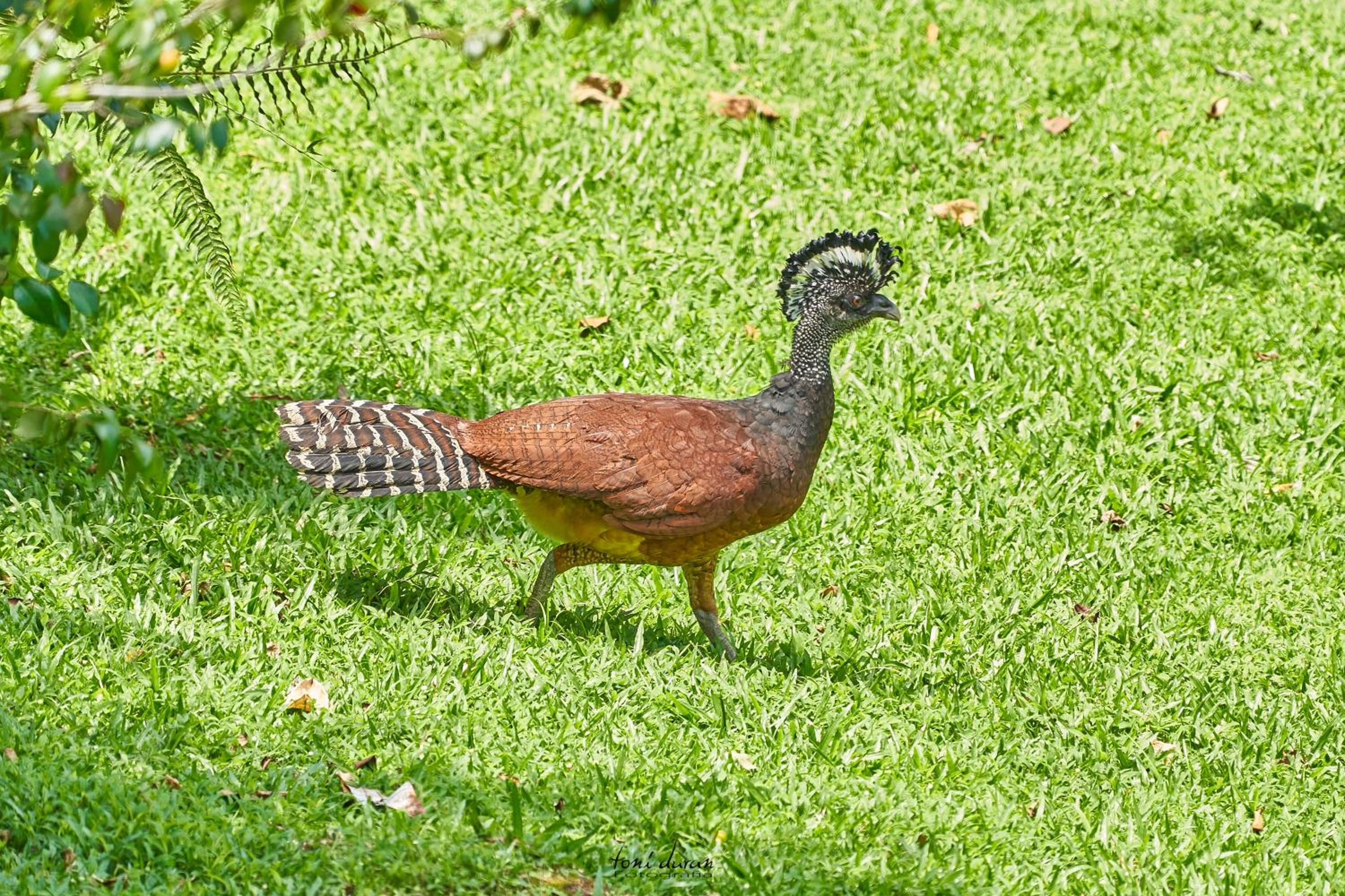 Birds & Breakfast Costa Rica