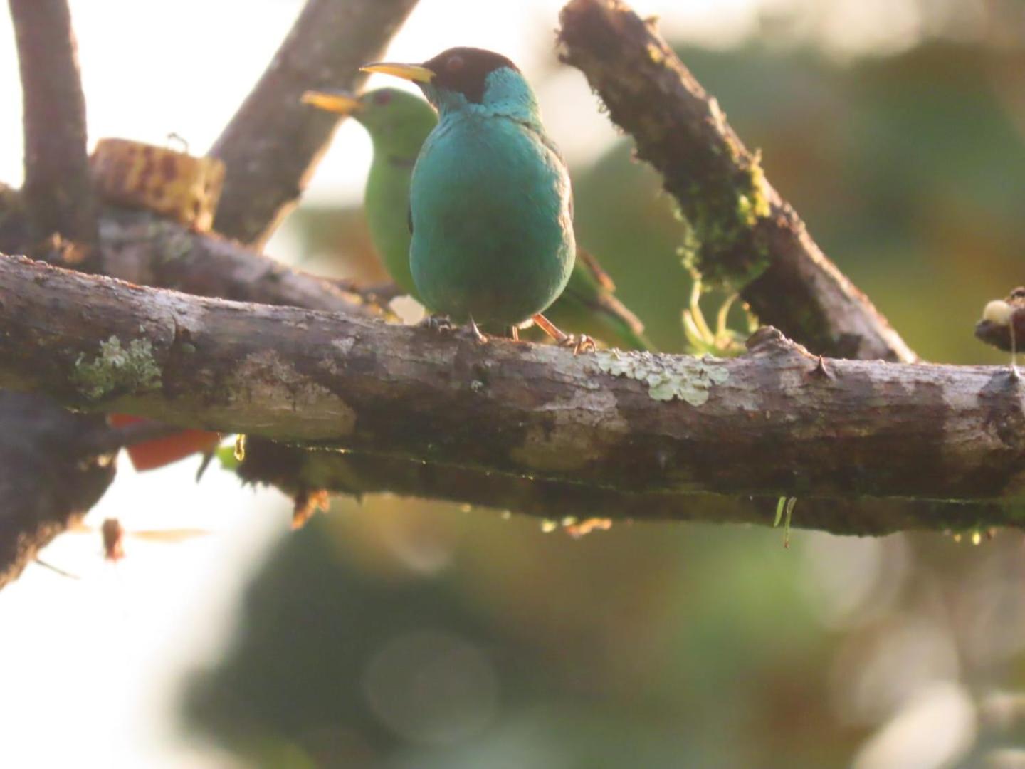 Birds & Breakfast Costa Rica
