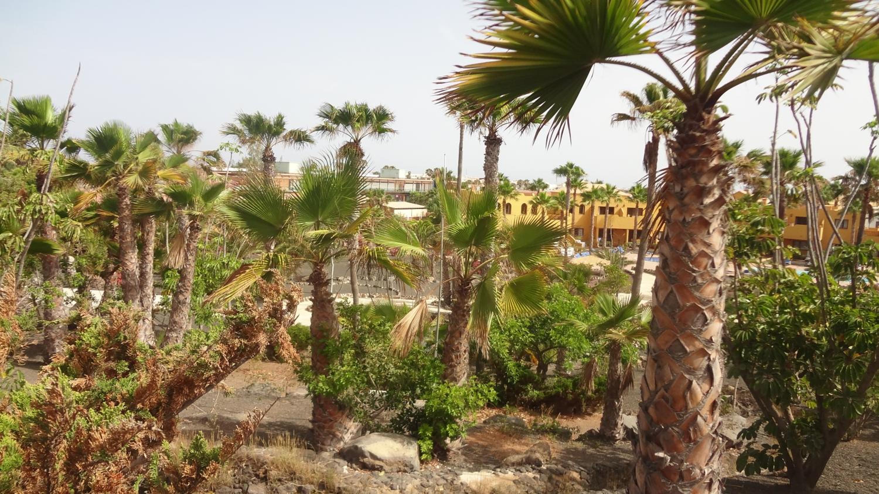 Relax in this Stunning 1-Bedroom Apartment in Corralejo view 4