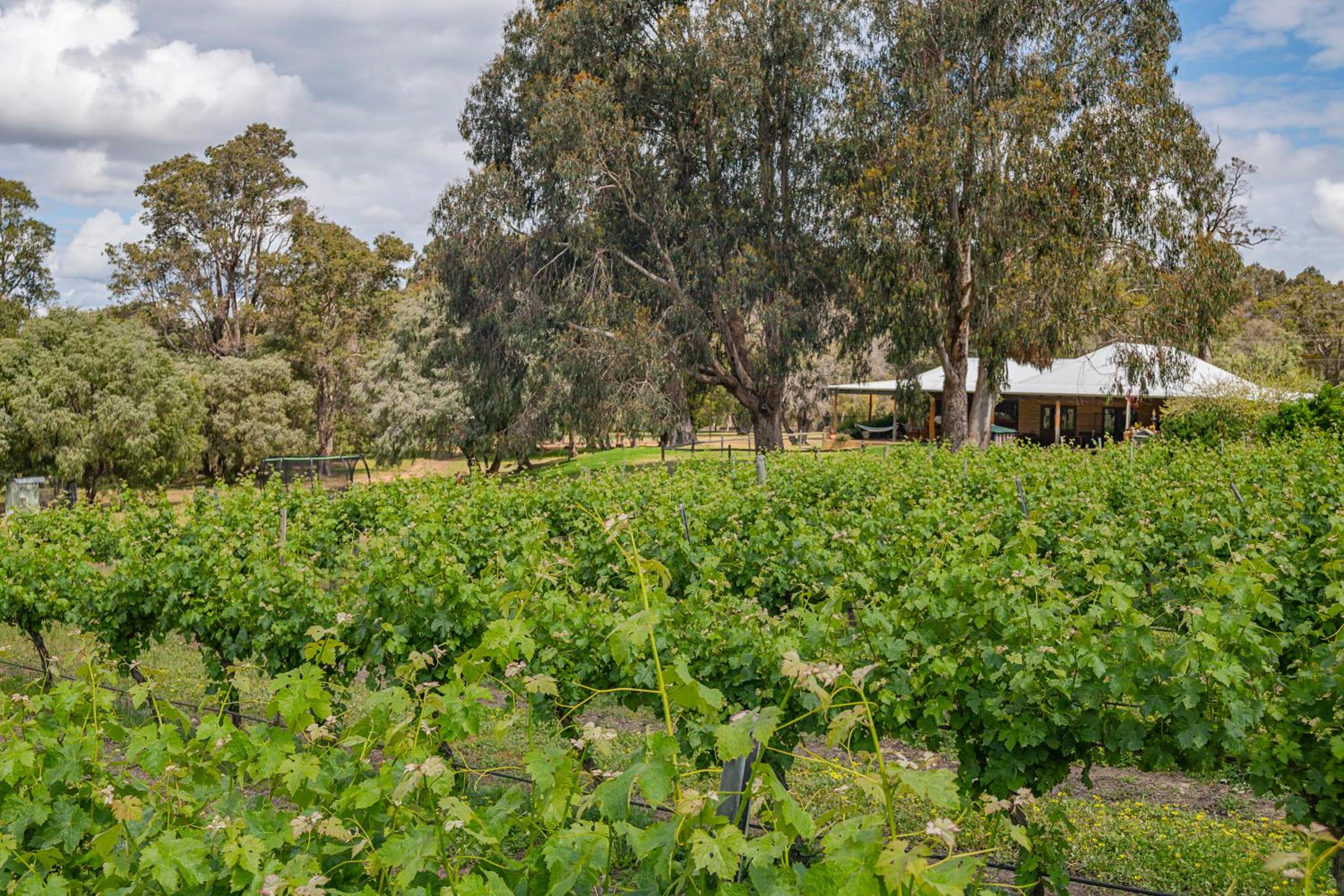 Island Brook Estate Vineyard and Chalets