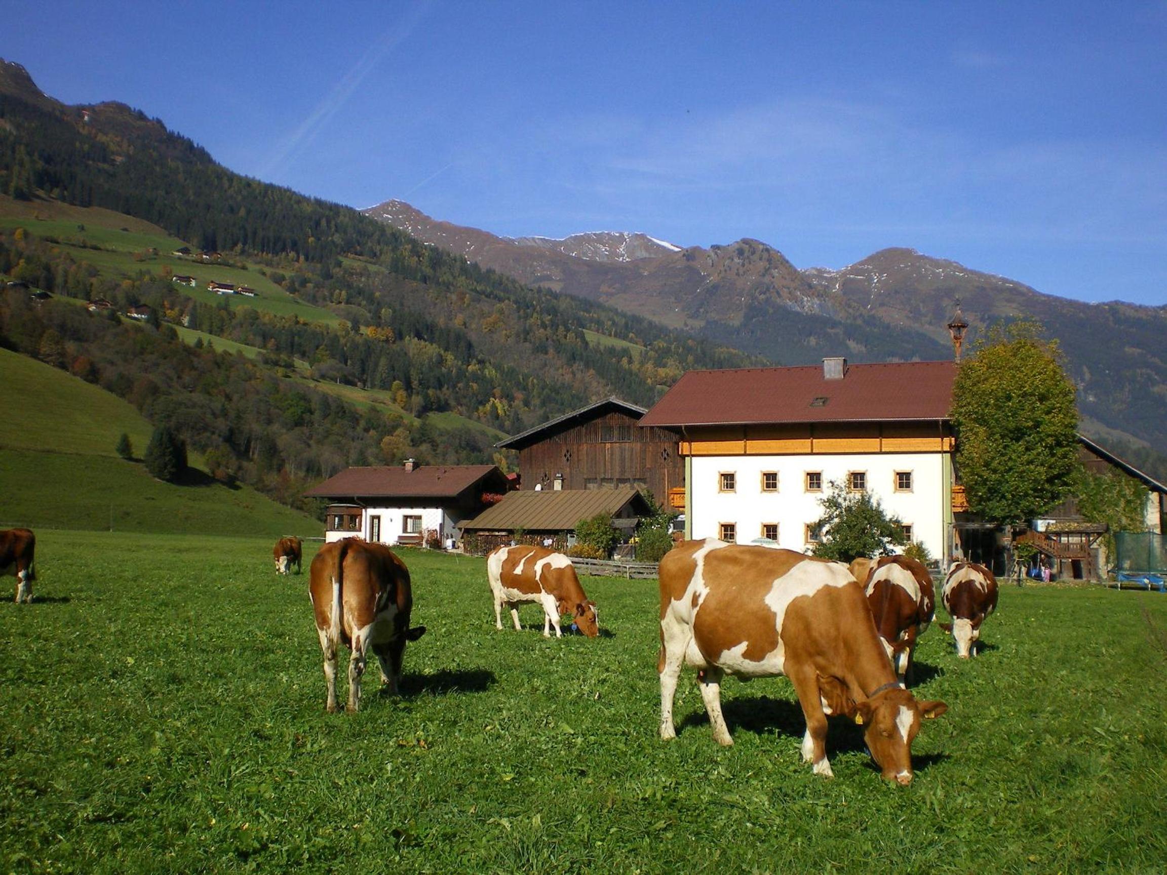 Stubnerbauer