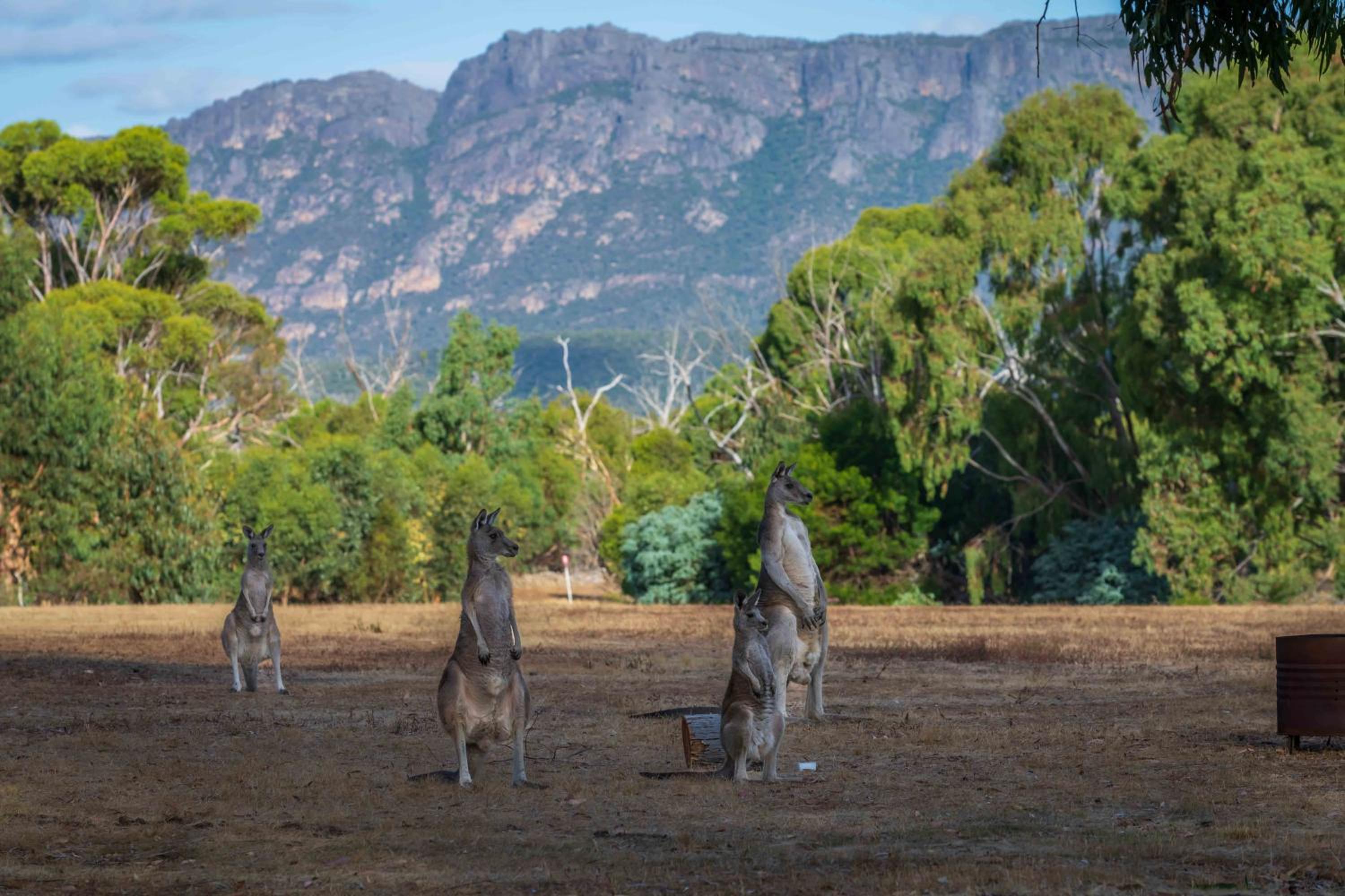 Happy Wanderer Holiday Resort The Grampians