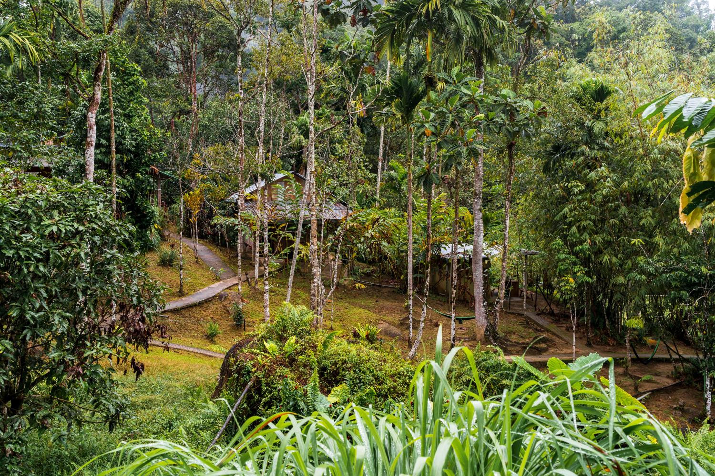 Rain Forest Inn
