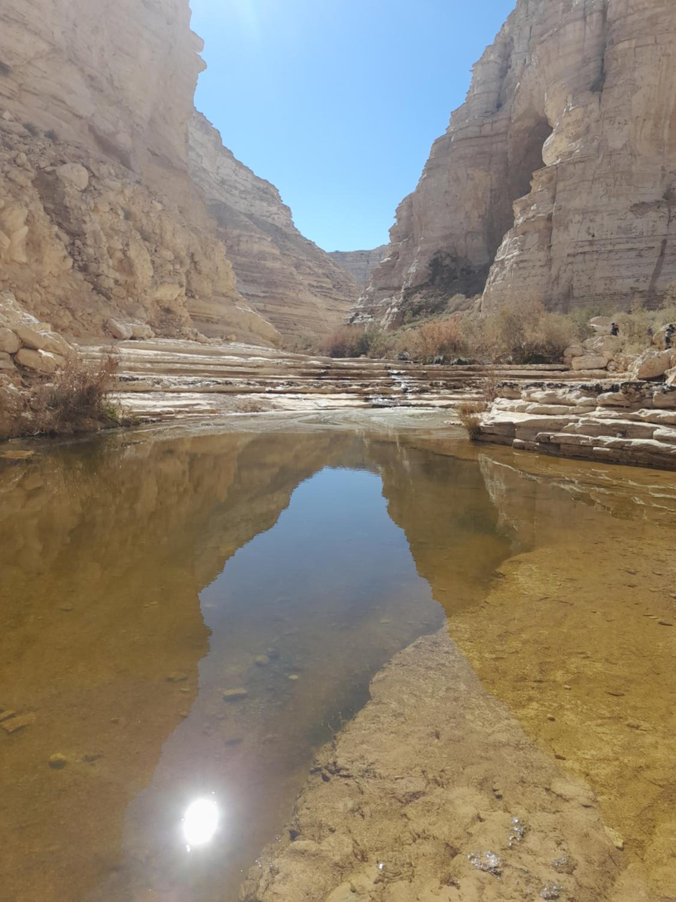 שיח מדבר לינה בנגב Burning Bush Negev