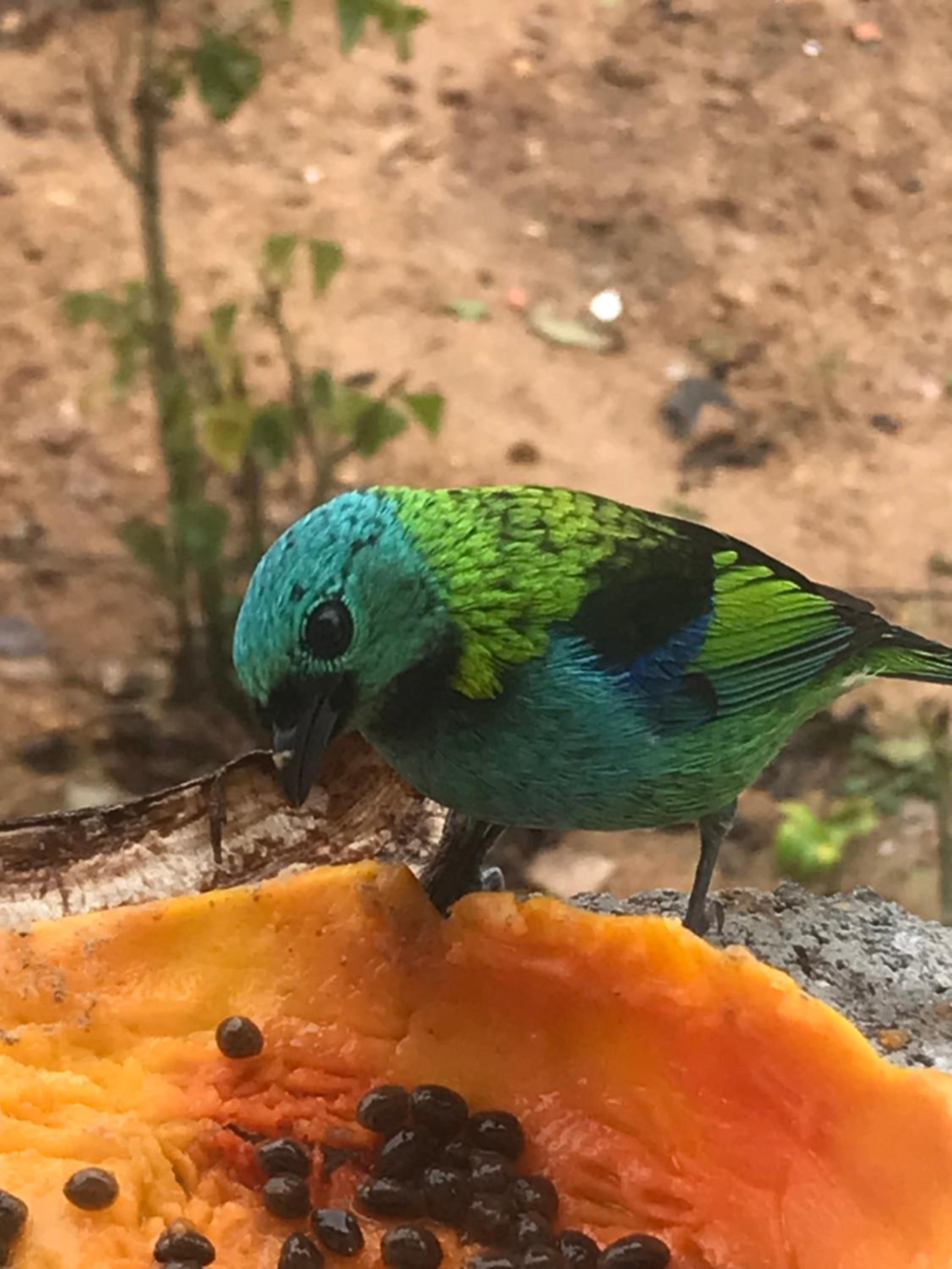 Vila Itamambuca Apto Passarinhos