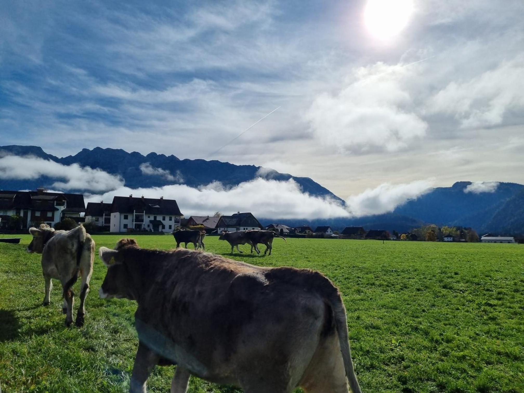 Urlaub am Bauernhof bei Familie Steinbrecher
