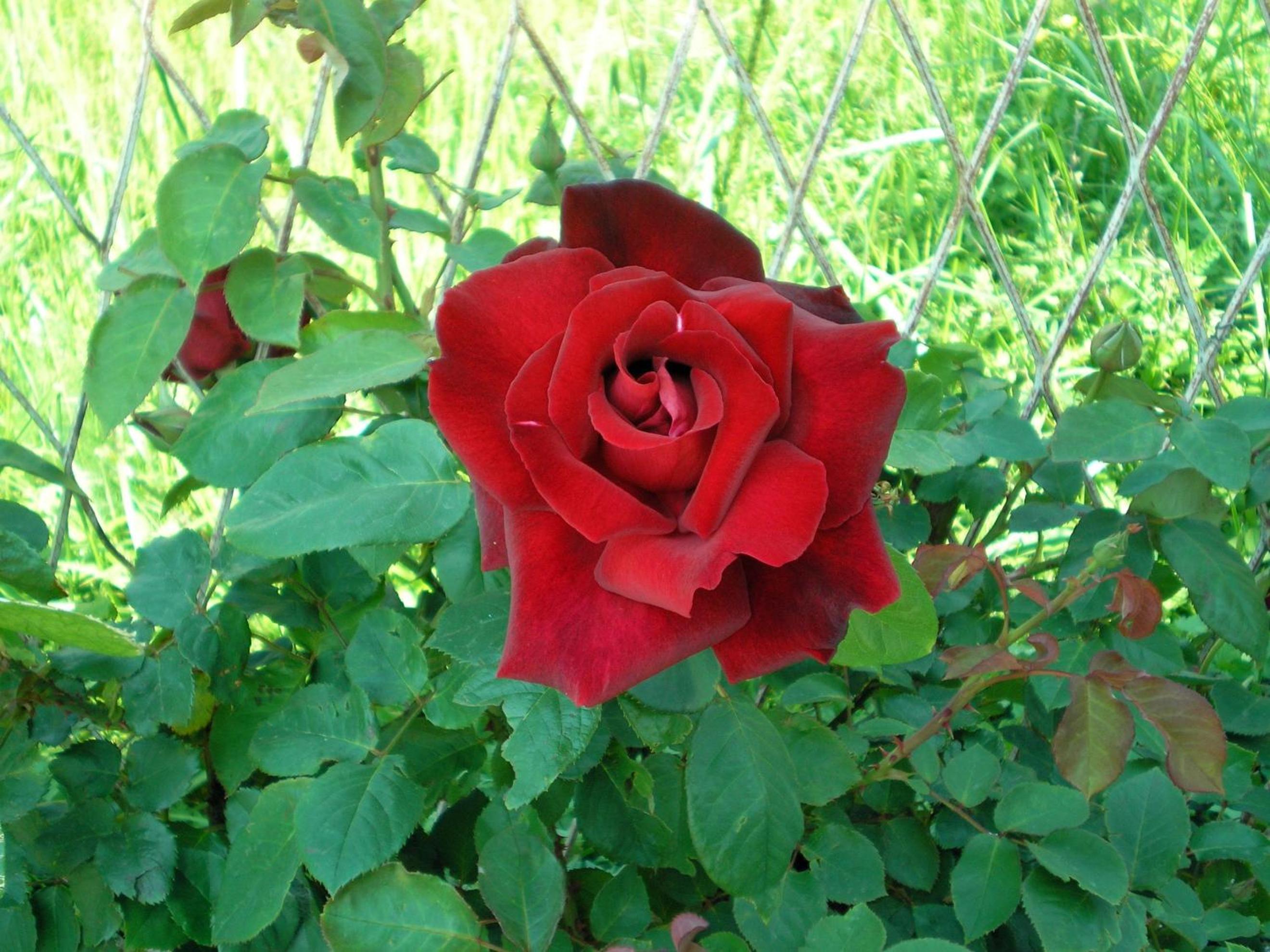 Photo 65