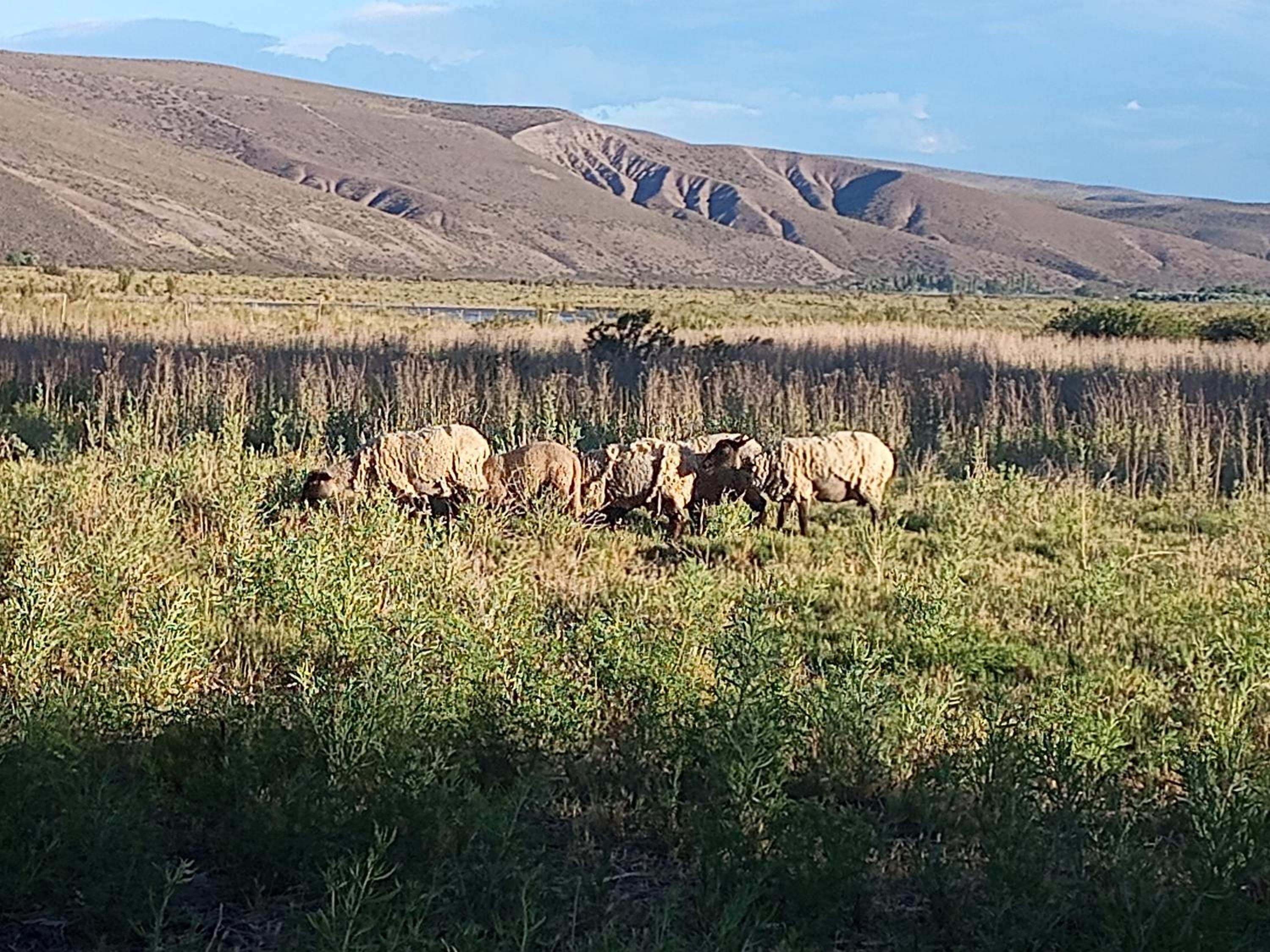 Descanso cordillerano llano blanco