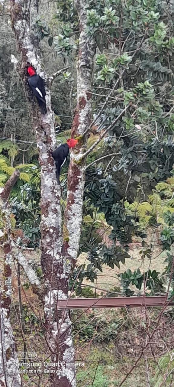 Cabañas & Habitaciones Del Alto