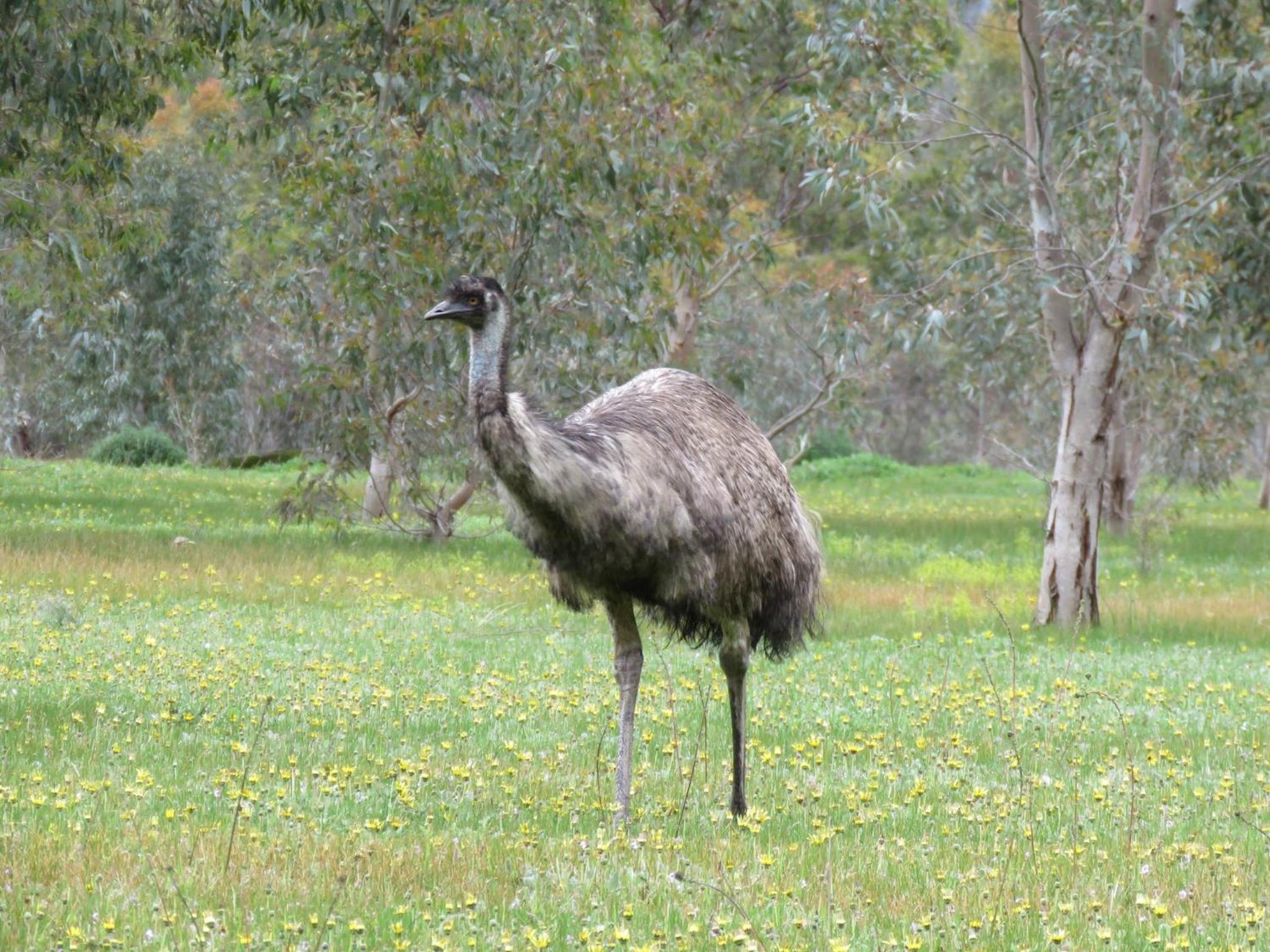 Happy Wanderer Holiday Resort The Grampians